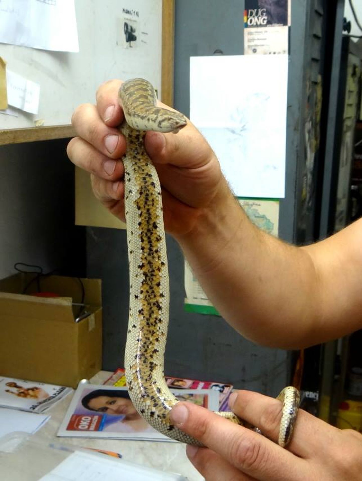Po hotelovém pokoji se plazil tento had - GALERIE: Had žil ukrytý několik měsíců v plzeňském hotelu, vystrašil pokojskou (1/4)