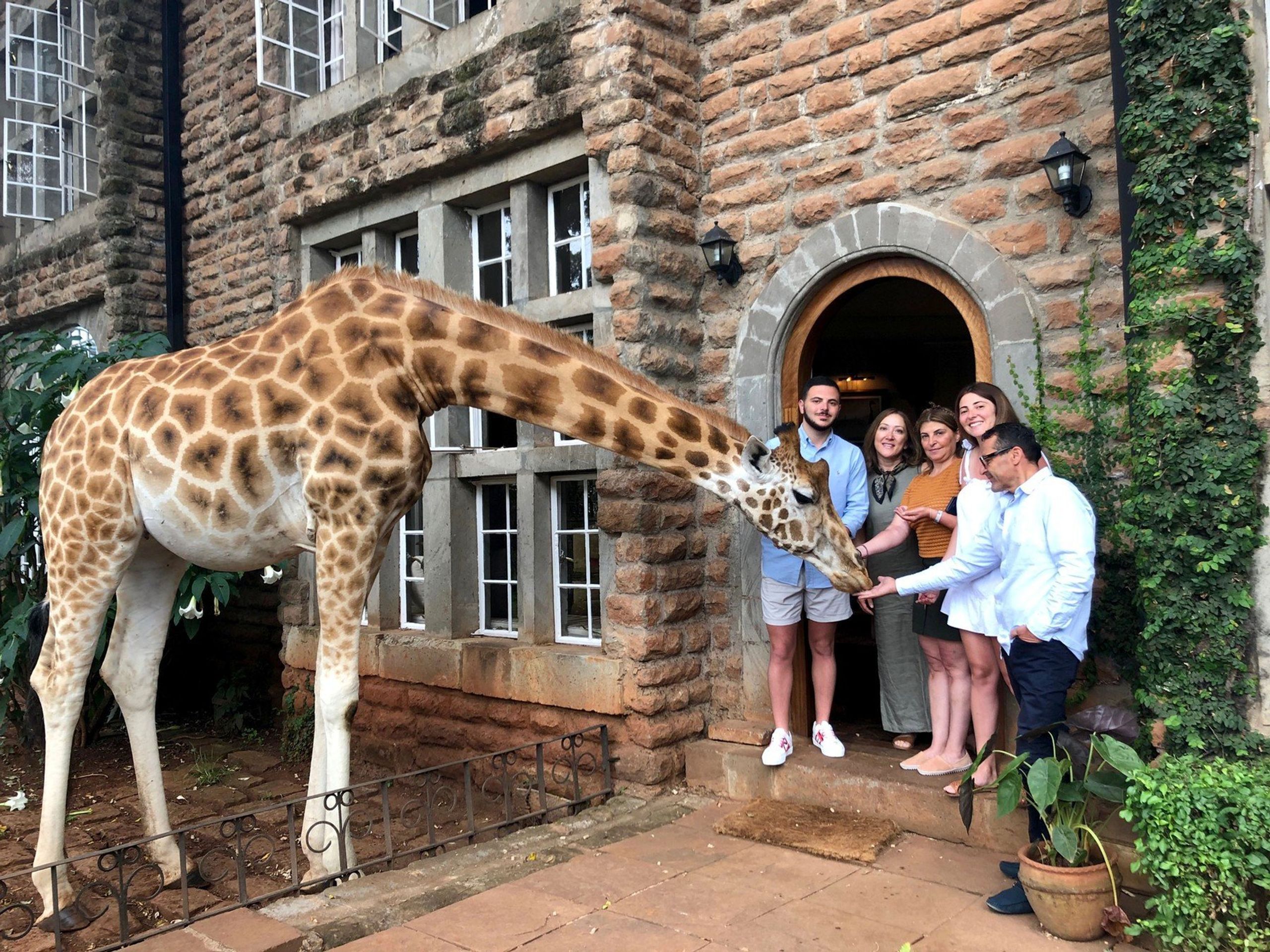 Hotel Giraffe Manor - 4 - GALERIE: Hotel Giraffe Manor (1/4)