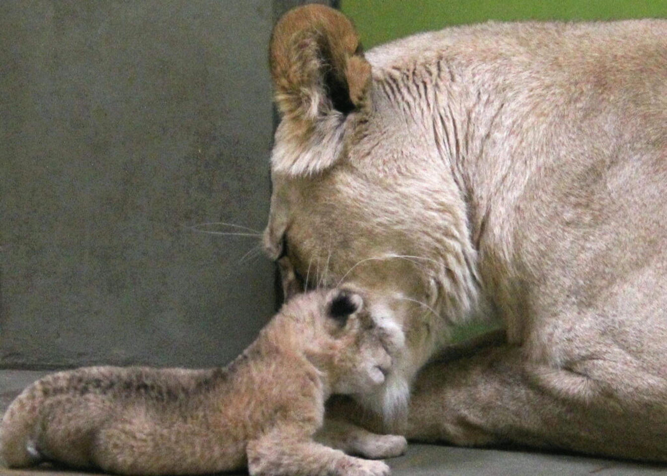 Lvice s mládětem - Lev berberský v Zoo Hodonín (1/5)