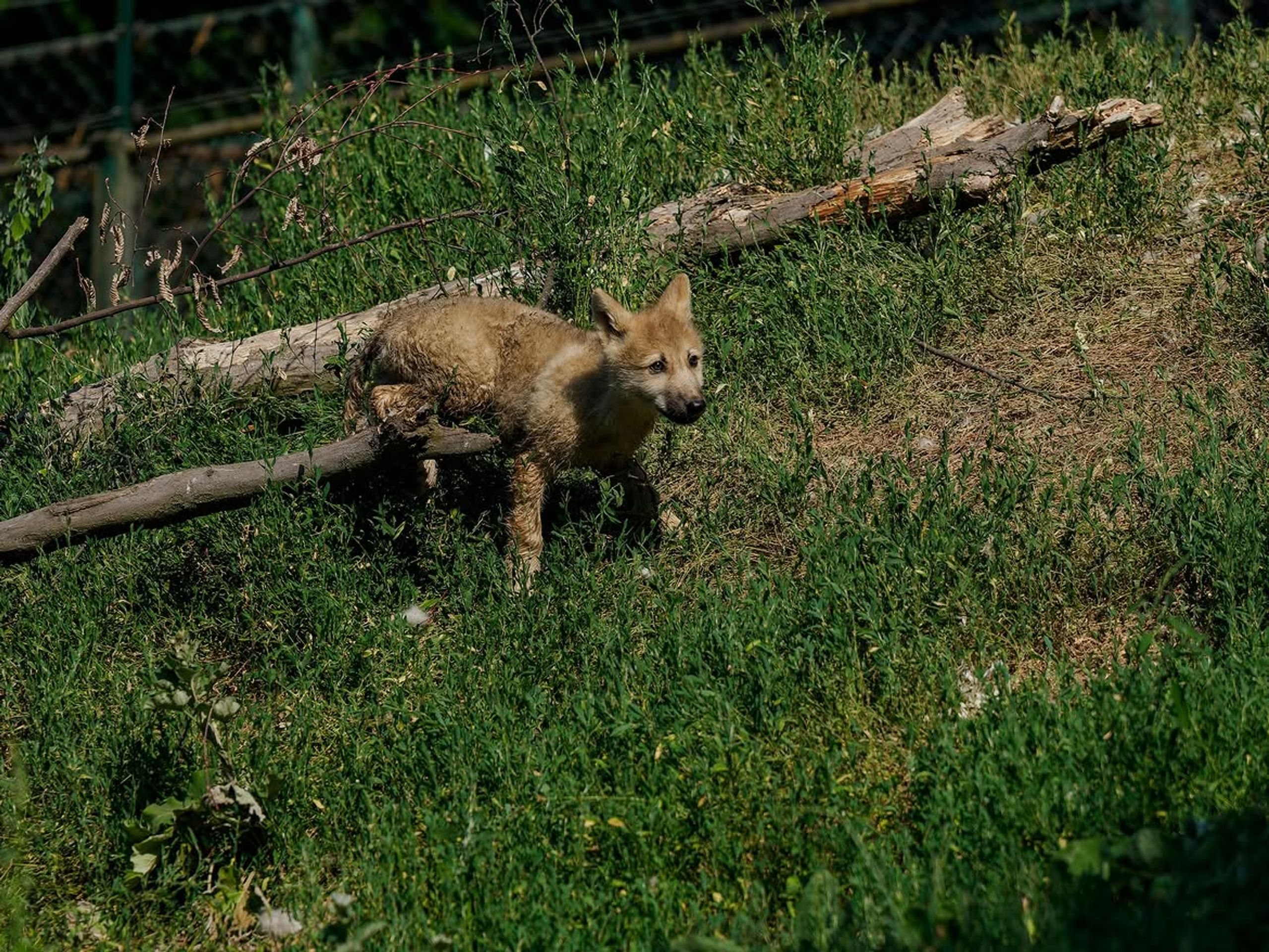 Vlk arktický v Zoo Brno - Mláďata vlka arktického (2/3)