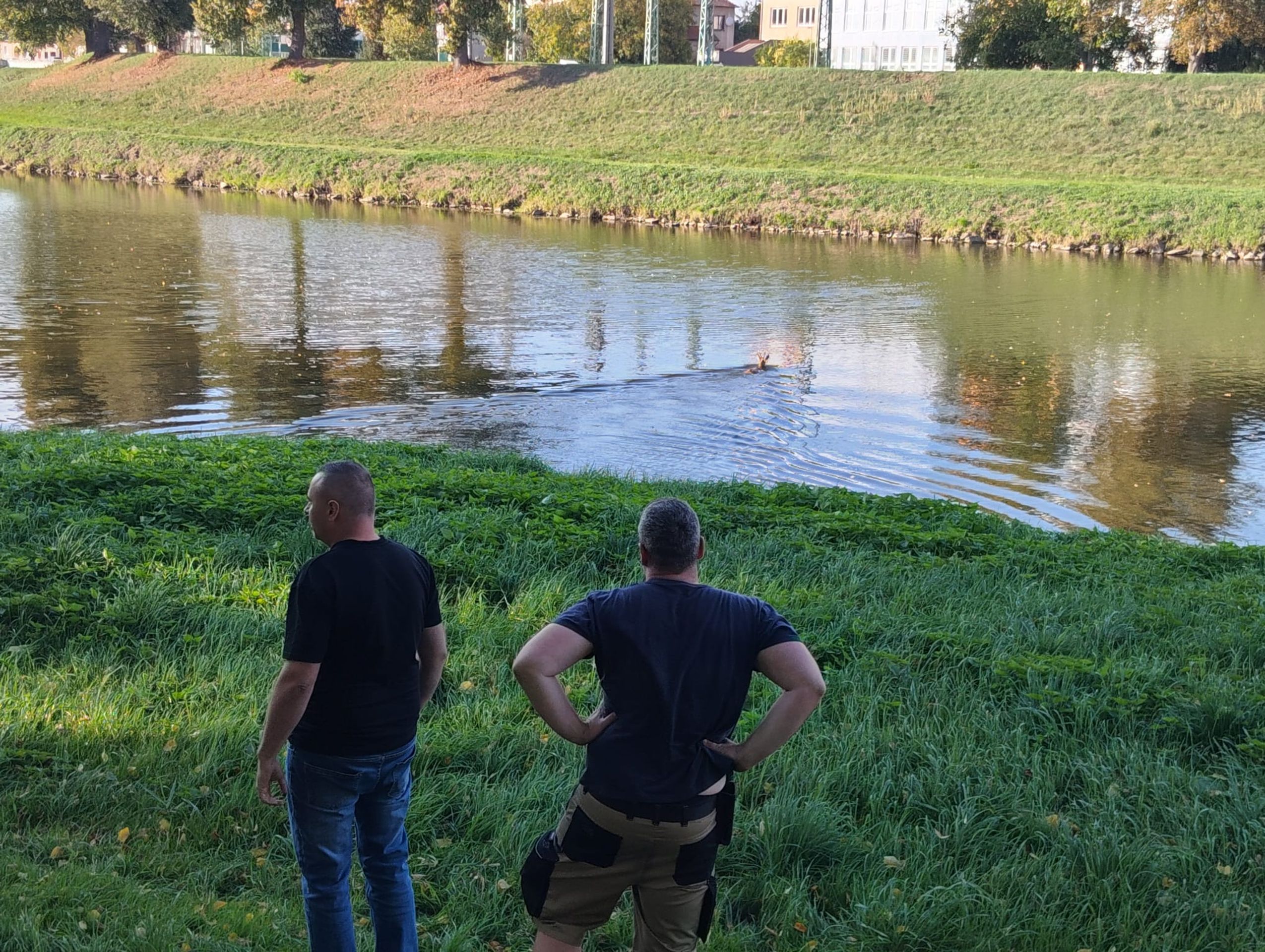 Návštěva srnce na gymnáziu - Návštěva srnce na gymnáziu (4/4)