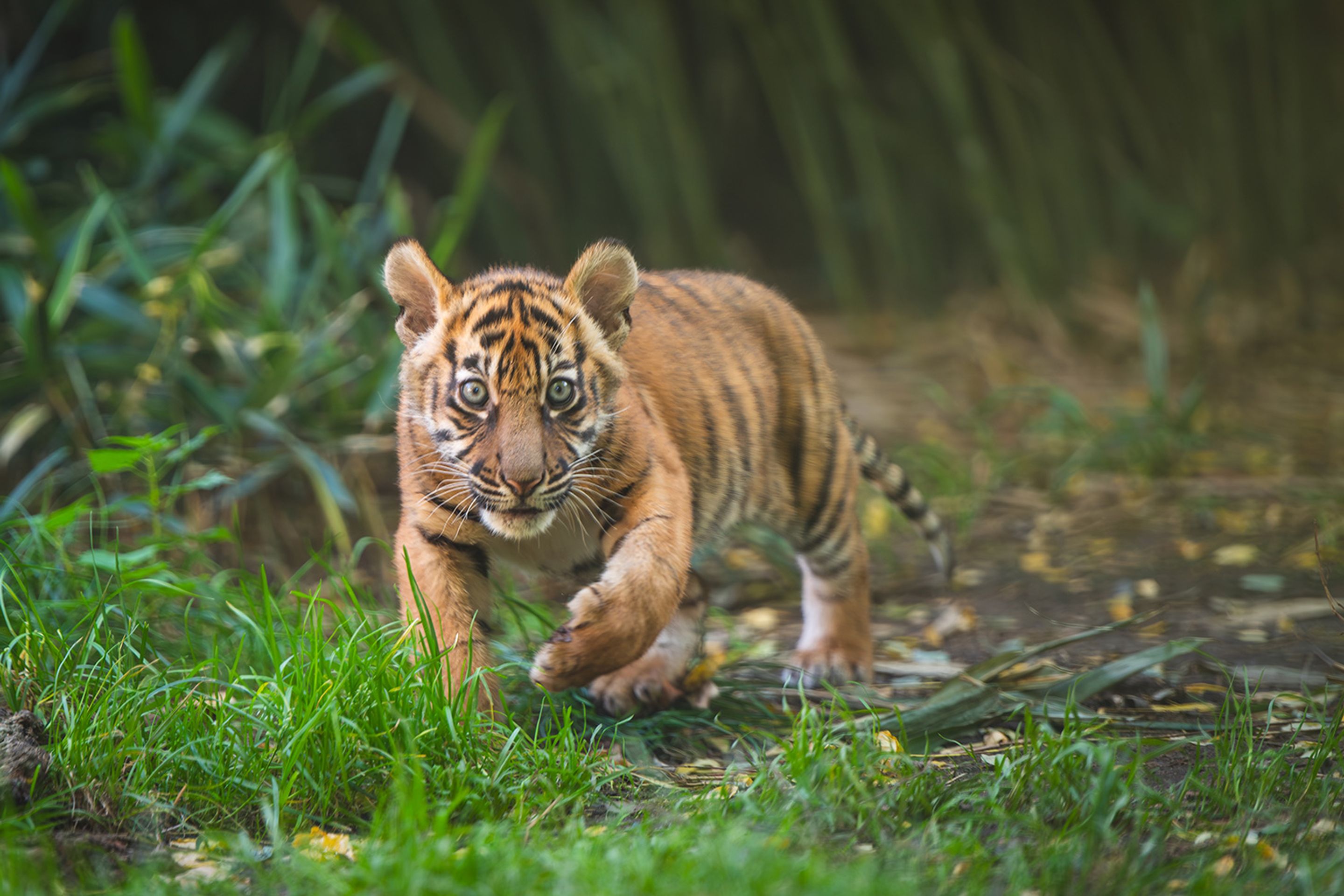 Tygři sumaterští ve vratislavské zoo (8) - Tygři sumaterští ve vratislavské zoo (9/16)