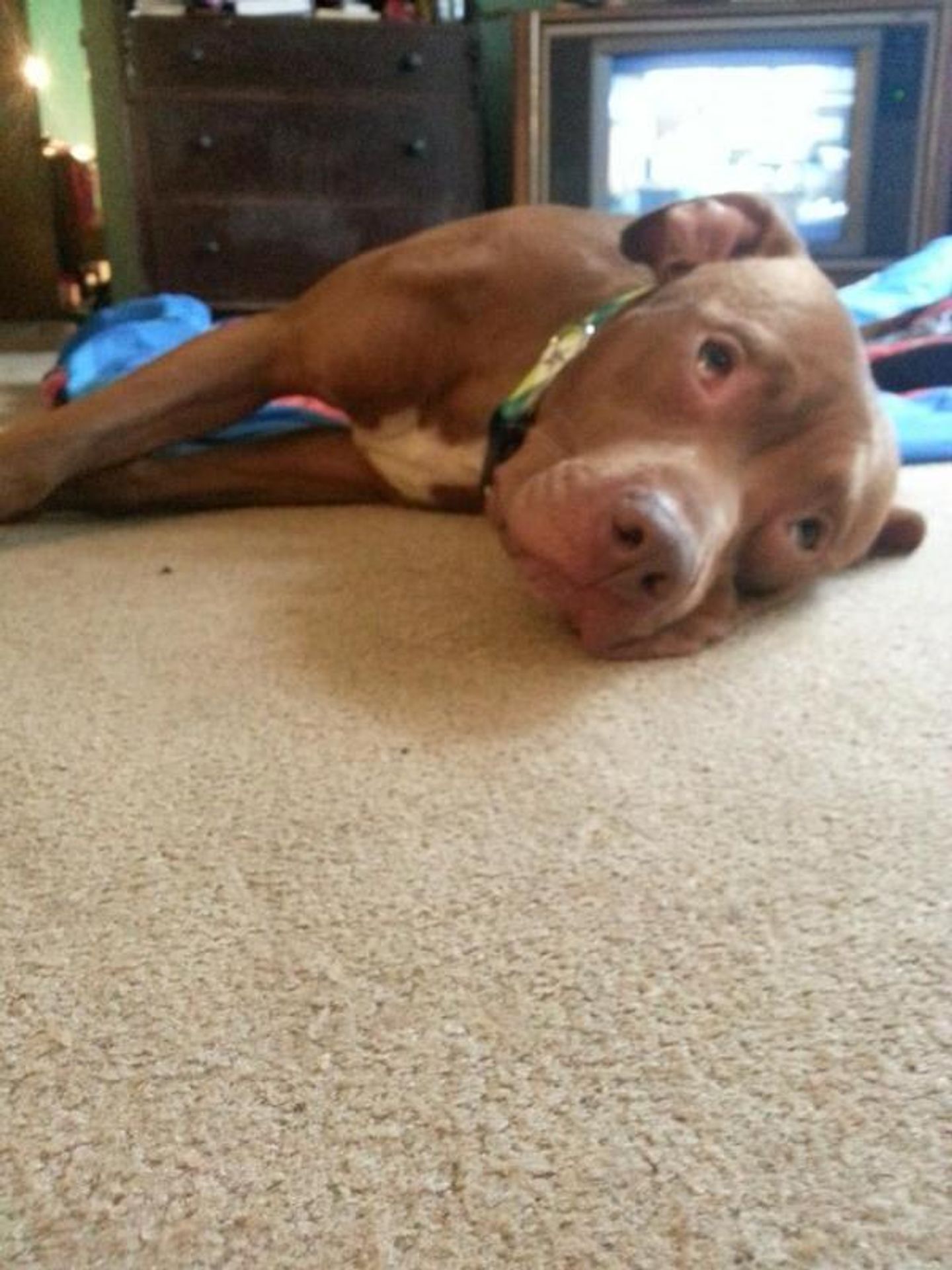 Pitbull hrdina: TaterTot - 9 - GALERIE: Pittbul hrdina TaterTot (8/10)