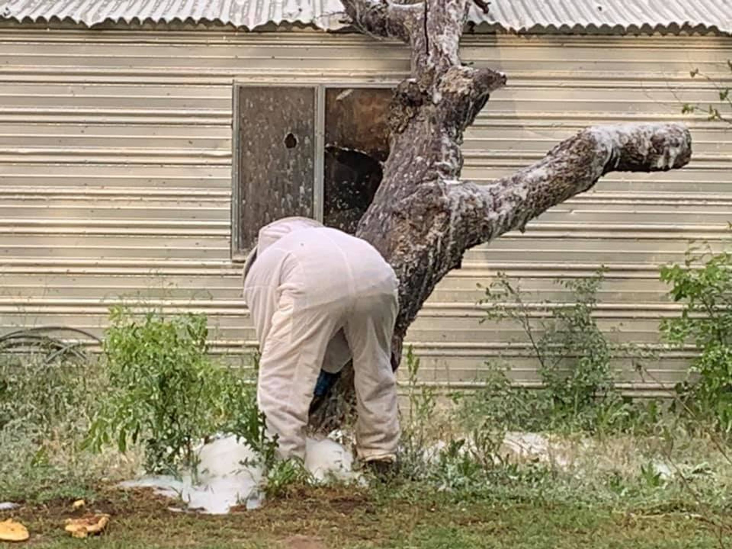 Po útoku afrikanizovaných včel v Texasu zemřel člověk - 2 - GALERIE: Agresivní včely v Texasu zabily člověka (2/4)