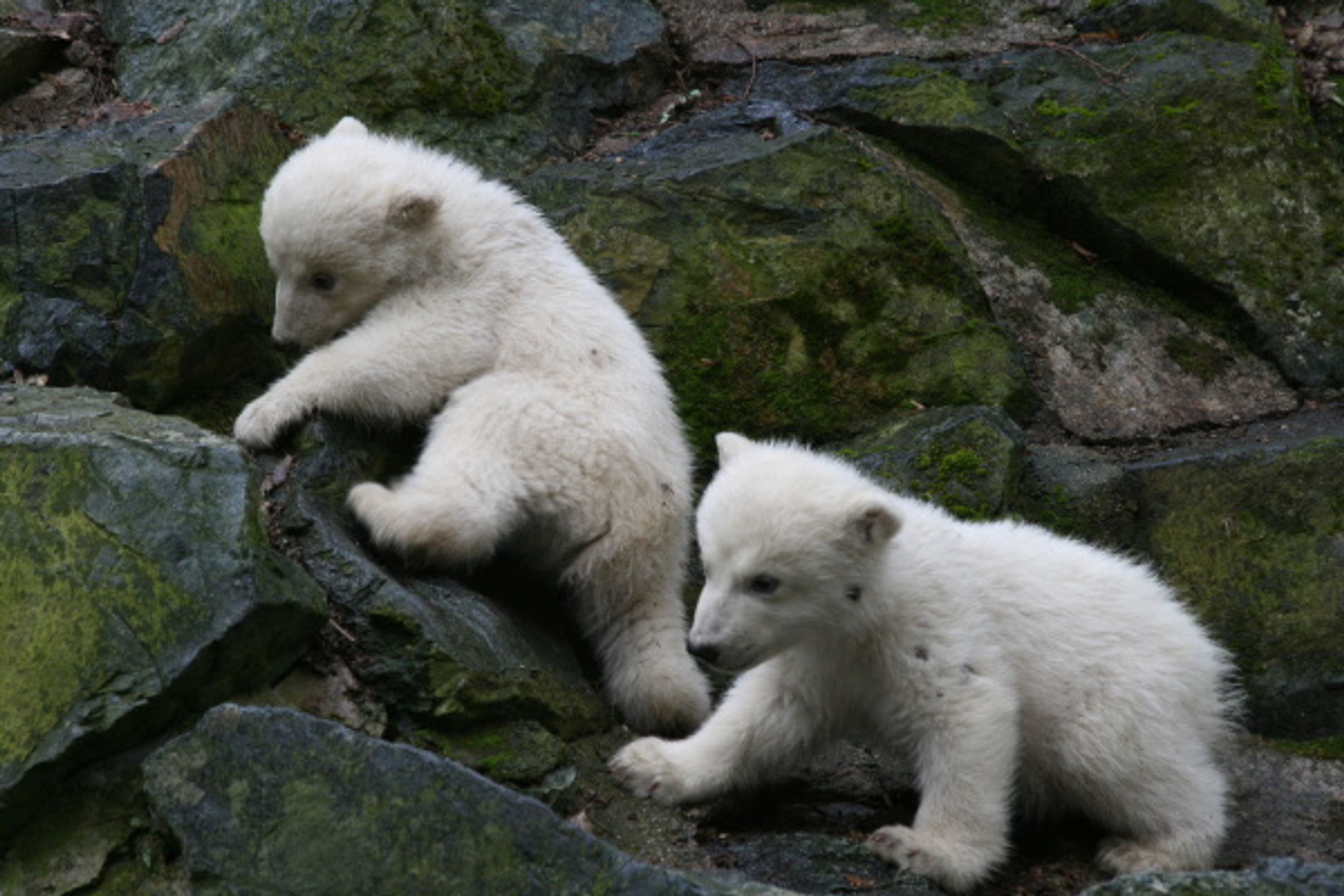Lední medvíďata z brněnské zoo - Fotogalerie - lední medvědi v brněnské zoo (5/9)