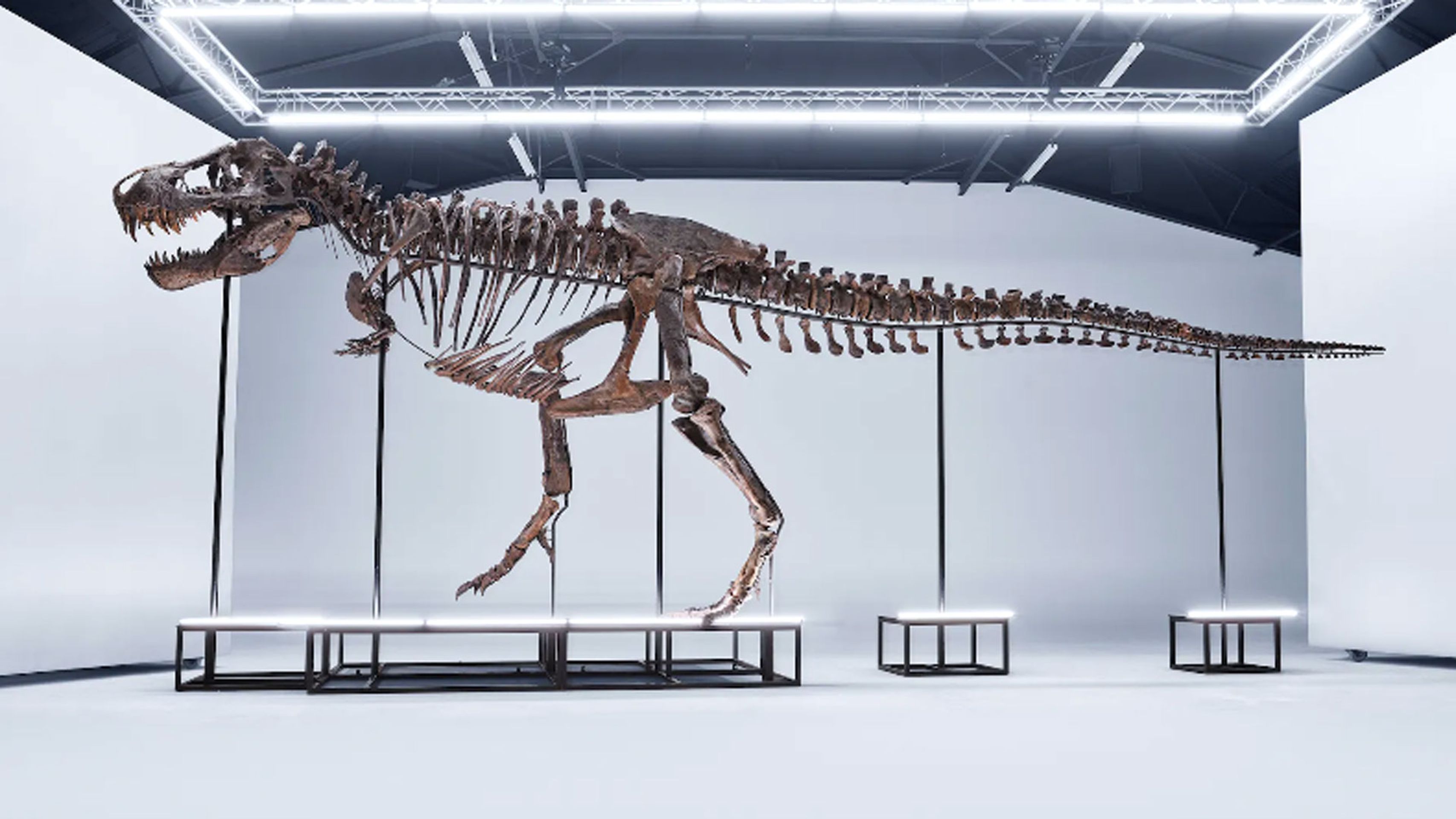 Tyrannosaur rex (2) - Tyrannosaur rex (12/12)