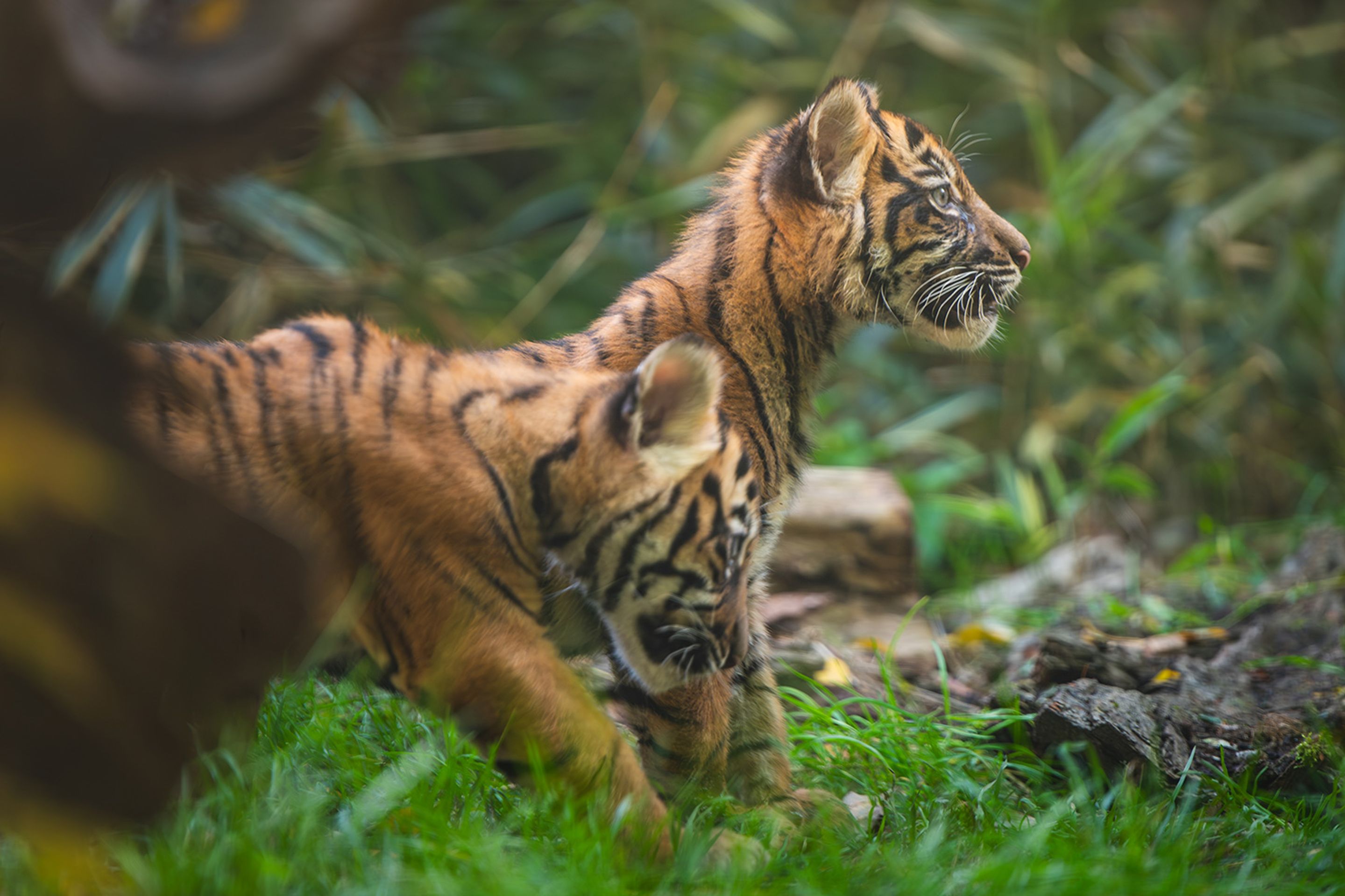 Tygři sumaterští ve vratislavské zoo (7) - Tygři sumaterští ve vratislavské zoo (10/16)