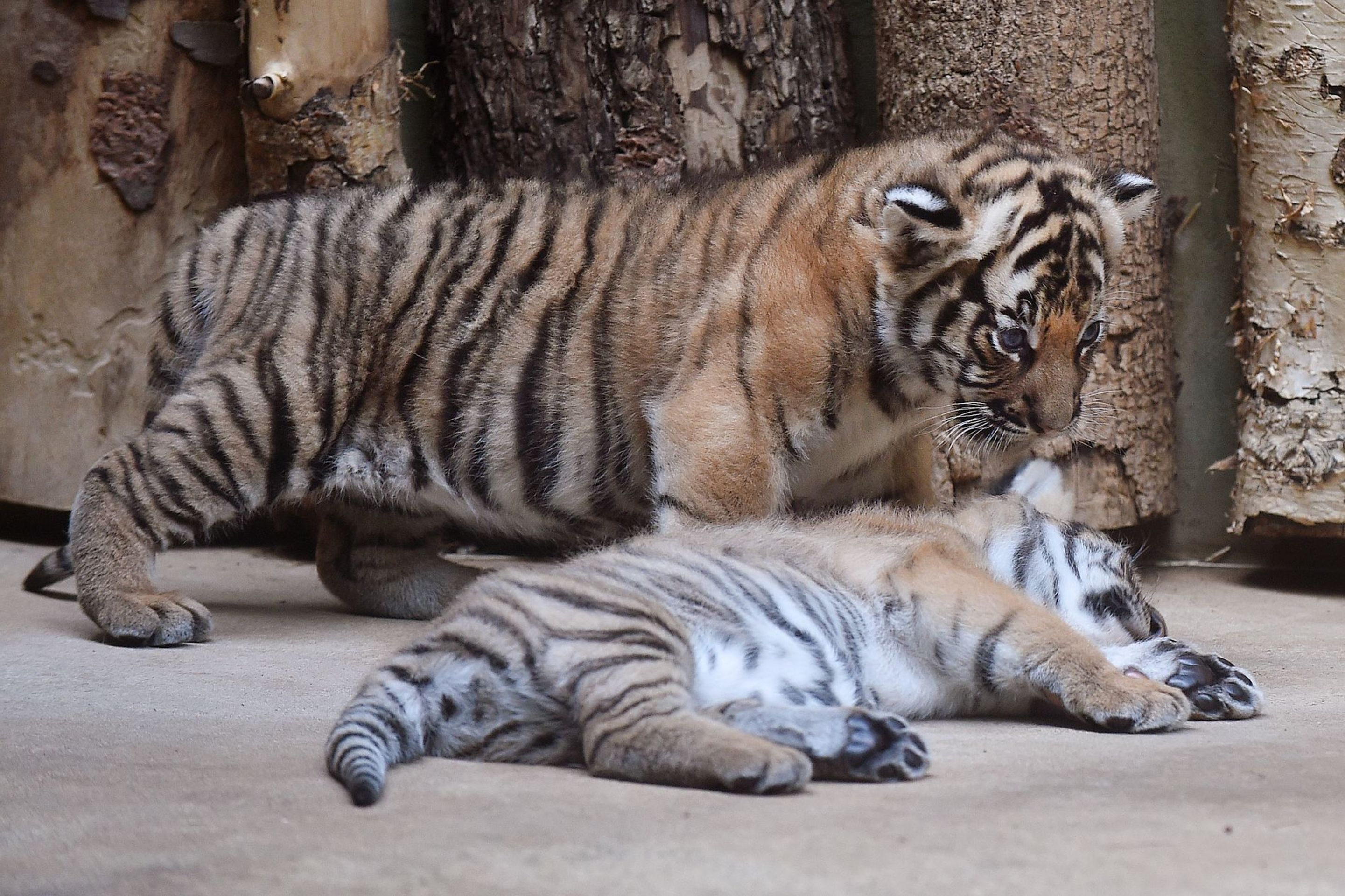 Mláďata tygra malajského v Zoo Praha - 11 - GALERIE: Mláďata tygra malajského v Zoo Praha (1/23)