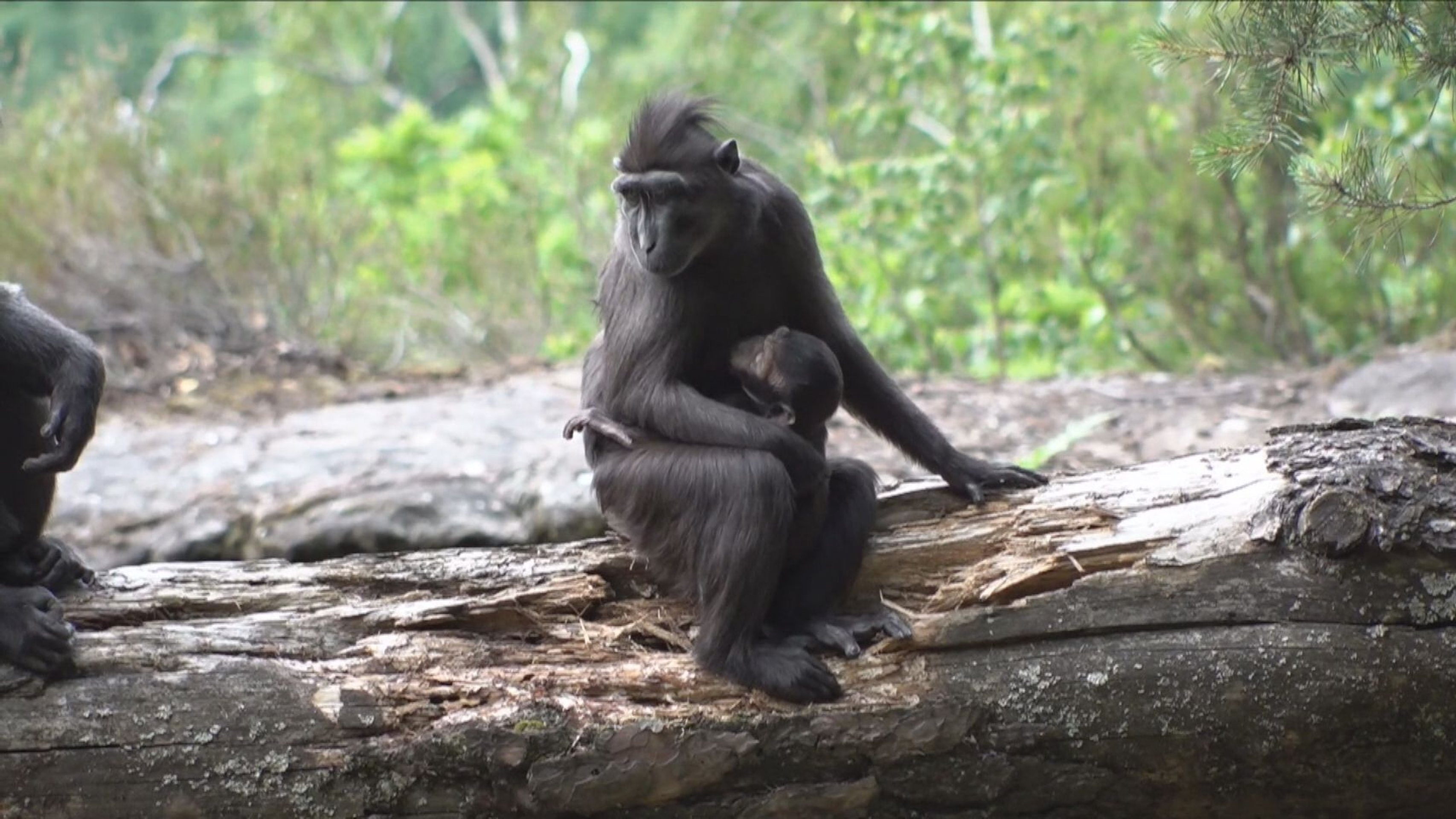 Makak Děčínská zoo - Makakové z Děčínské zoo (2/8)