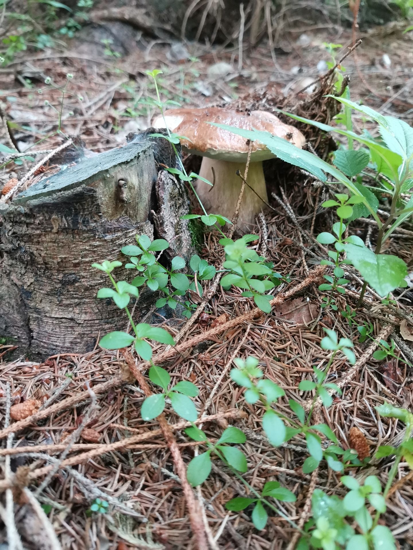 Houbaři se pochlubili svými úlovky z lesa - 4 - GALERIE: Houbaři se pochlubili svými úlovky (7/22)