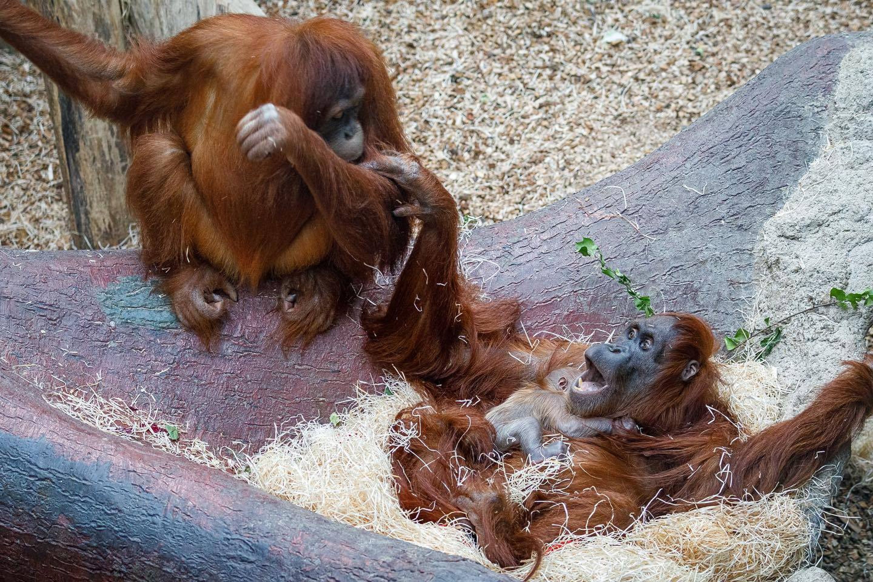 V pražské zoo se narodilo orangutaní mládě - 5 - GALERIE: V pražské zoo se narodilo orangutaní mládě (2/6)