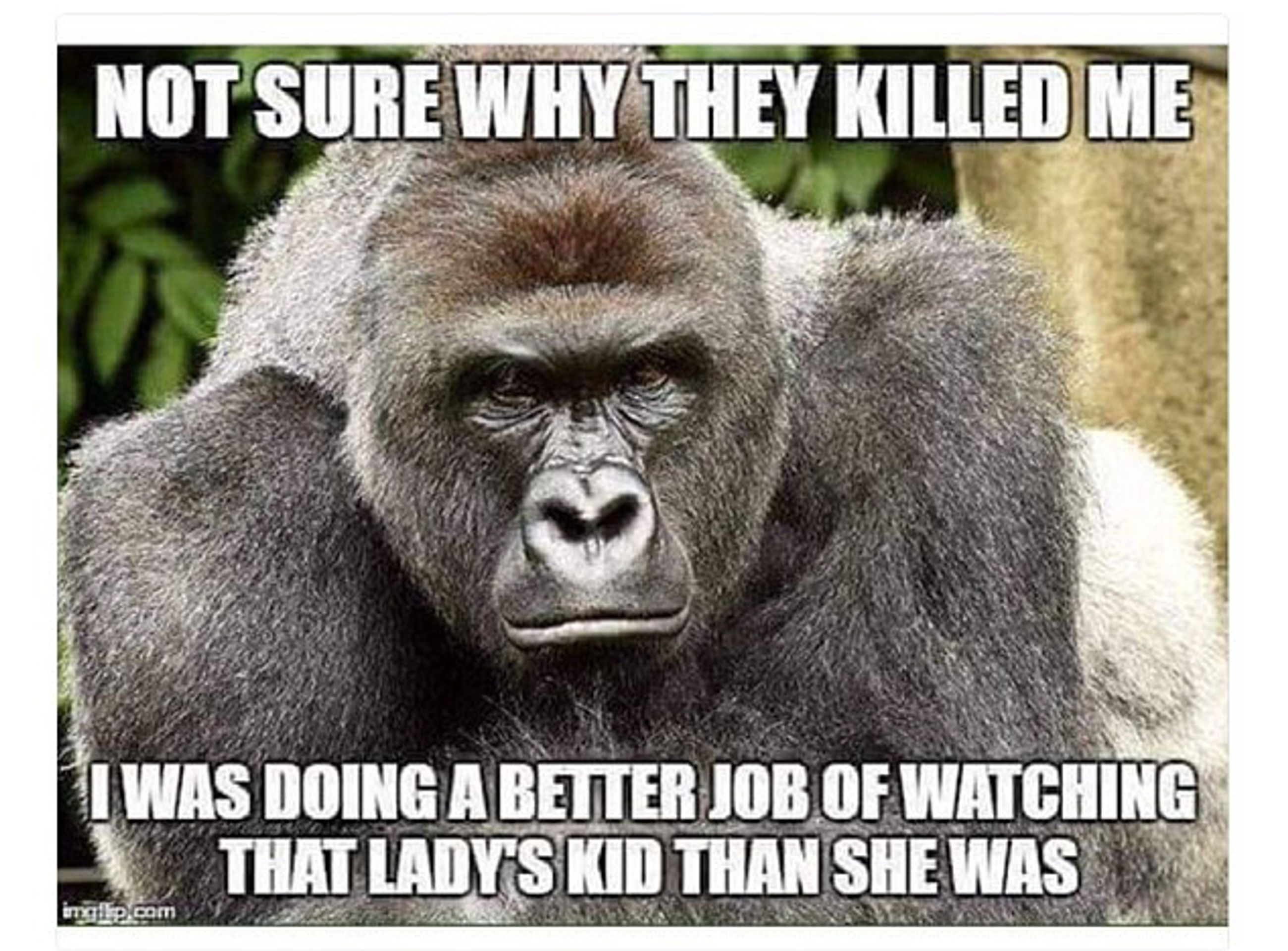 Harambe - 2 - GALERIE: Harambe (1/3)