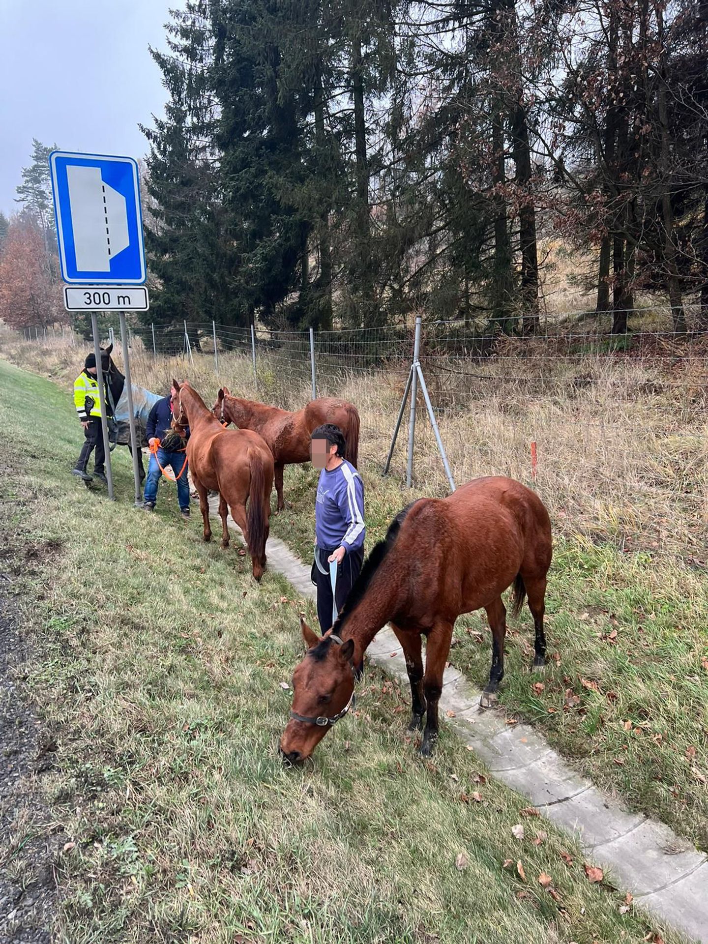 Koně na dálnici - Koně zablokovali dálnici D1 (1/7)