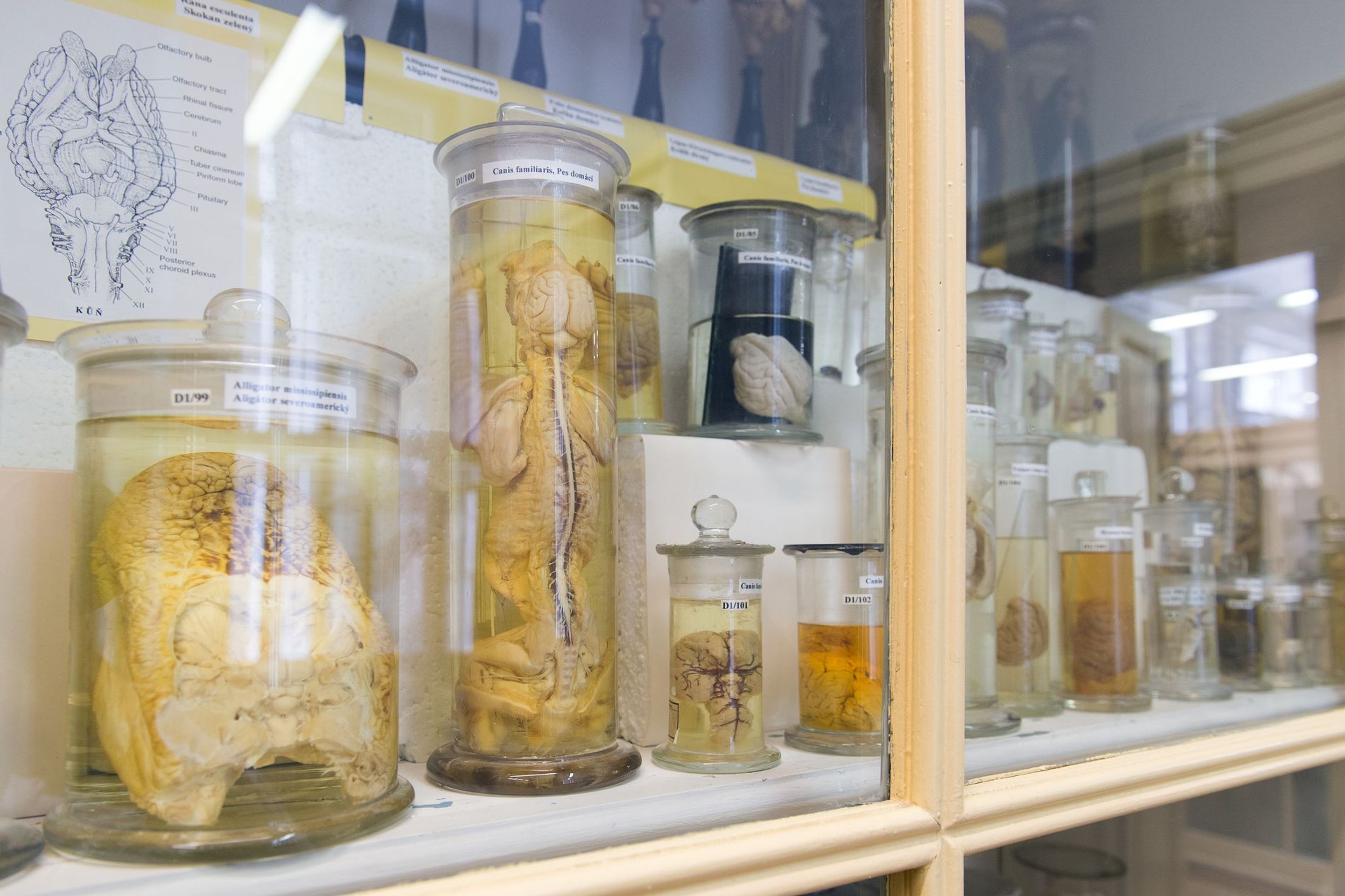 Muzeum normální a srovnávací anatomie - 15 - GALERIE: Muzeum normální a srovnávací anatomie (18/21)