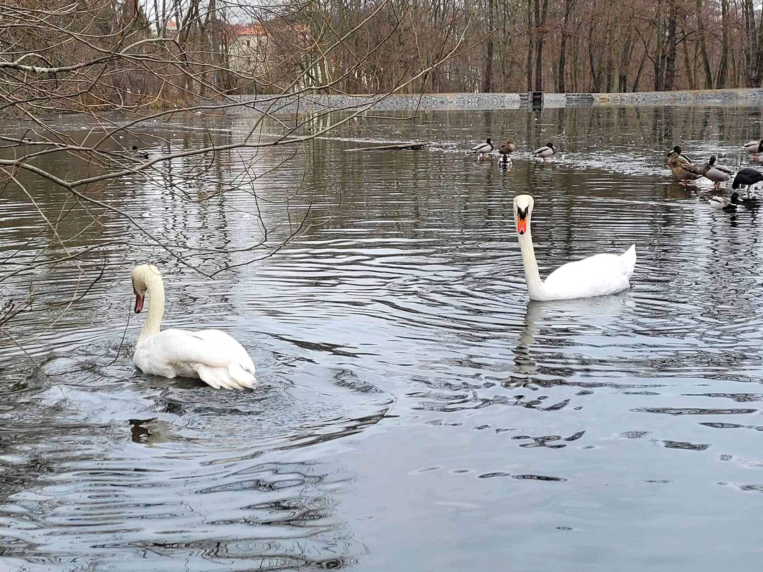 Zachráněná labuť v Praze - Zachráněná labuť (6/7)