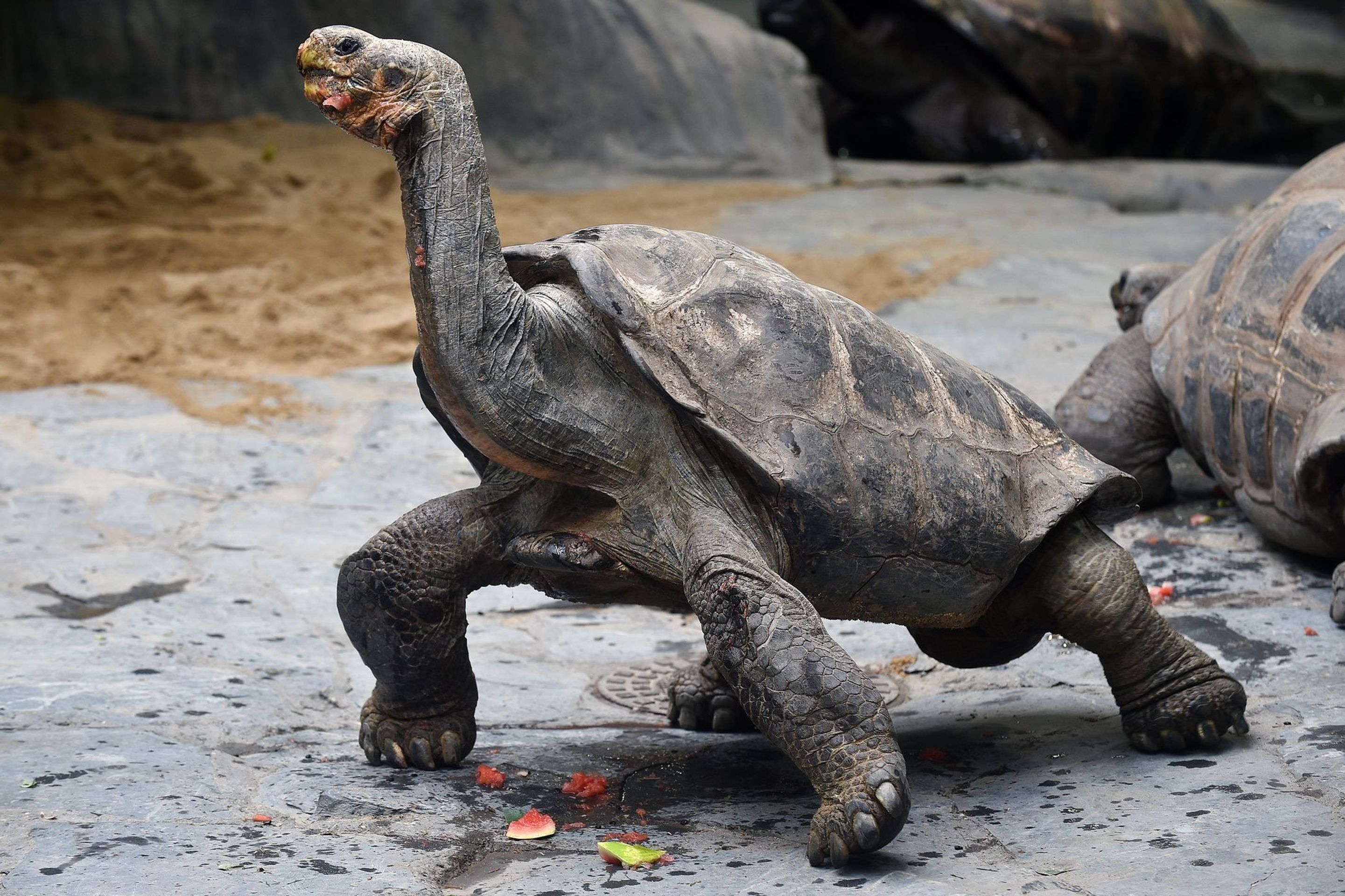 Krmení velkých želv v ZOO Praha - 9 - GALERIE: Krmení velkých želv v ZOO Praha (9/19)