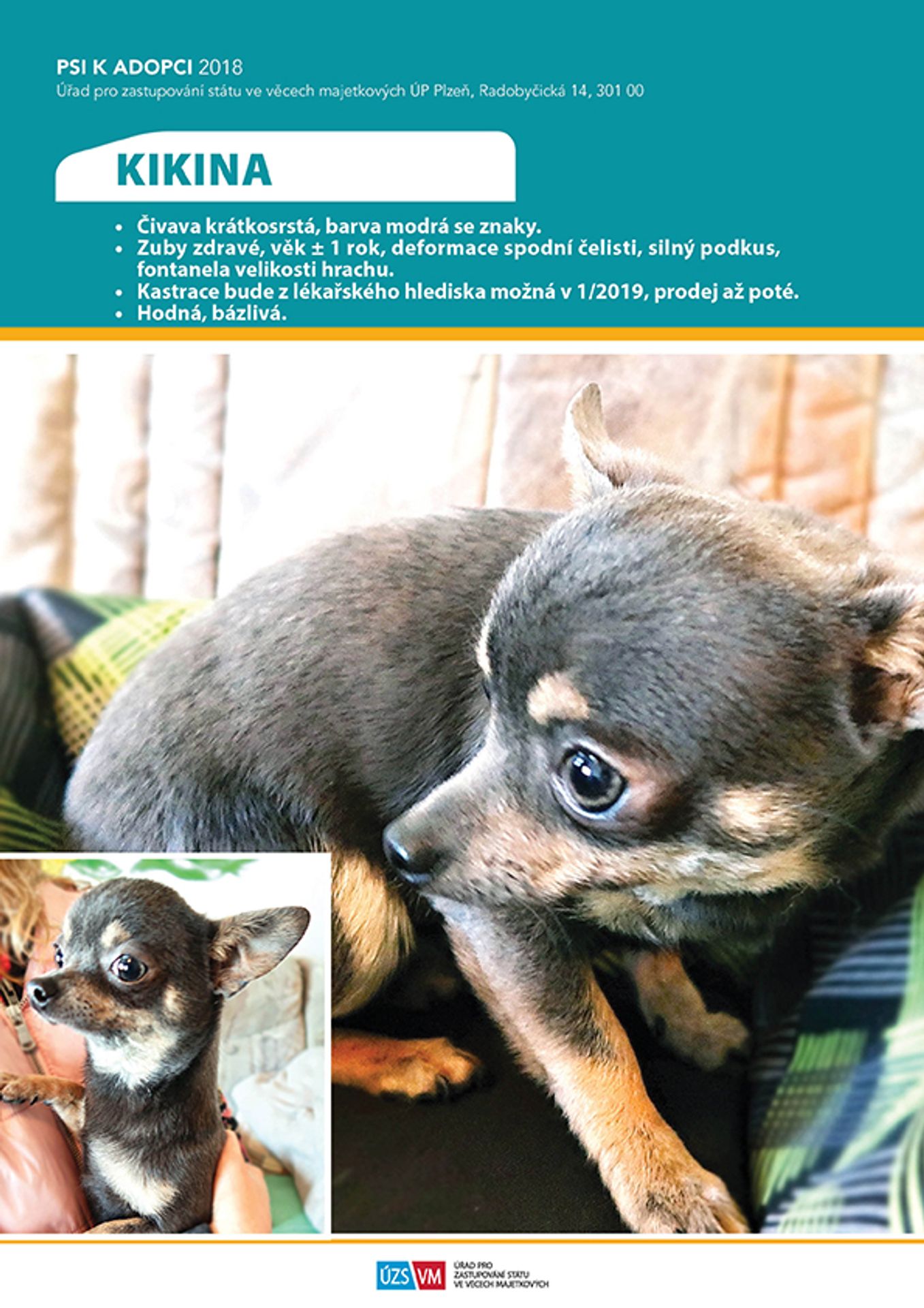 Pejsek k adopci - GALERIE: Týrané pejsky si nyní můžete adoptovat! (10/25)