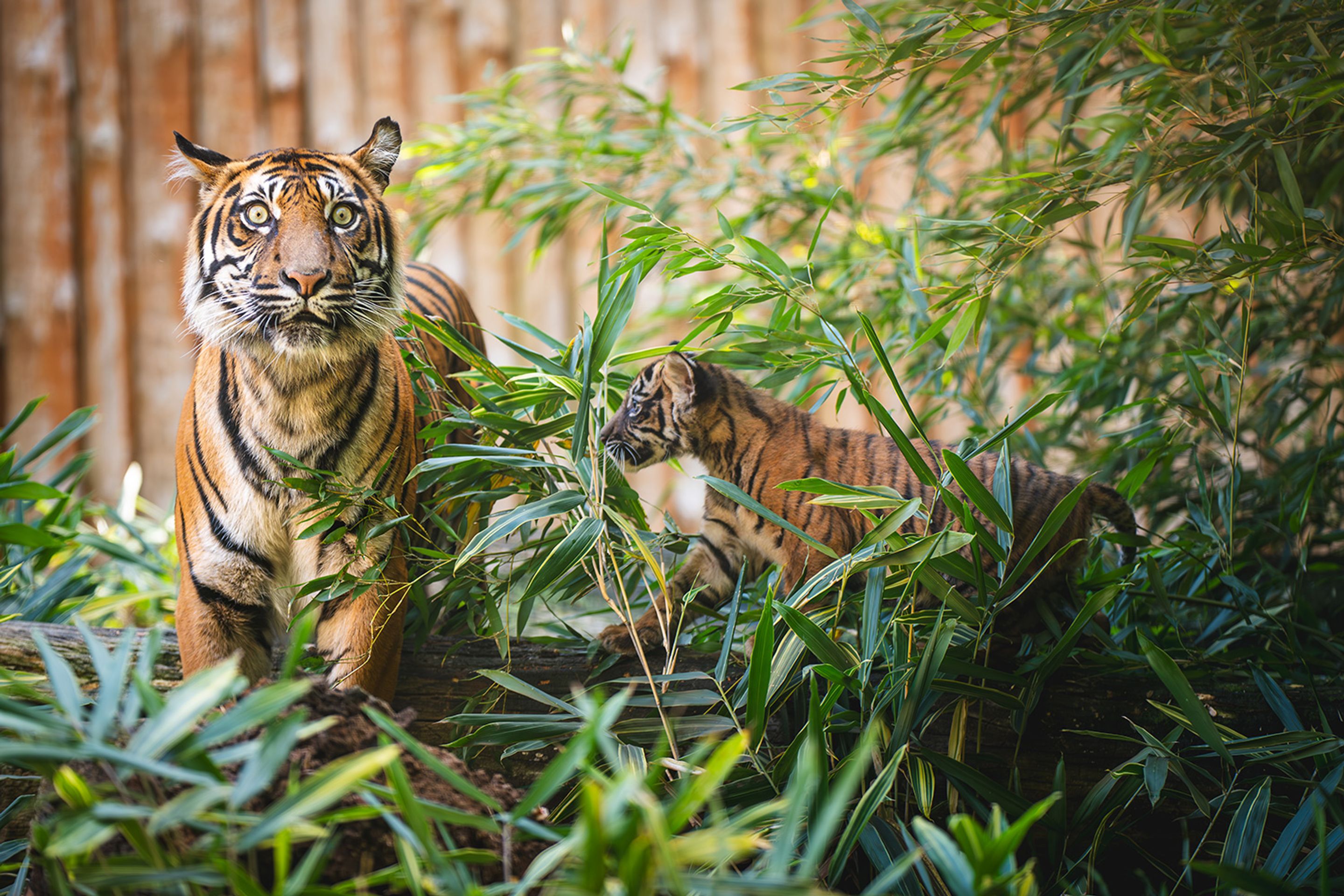 Tygři sumaterští ve vratislavské zoo (13) - Tygři sumaterští ve vratislavské zoo (7/16)