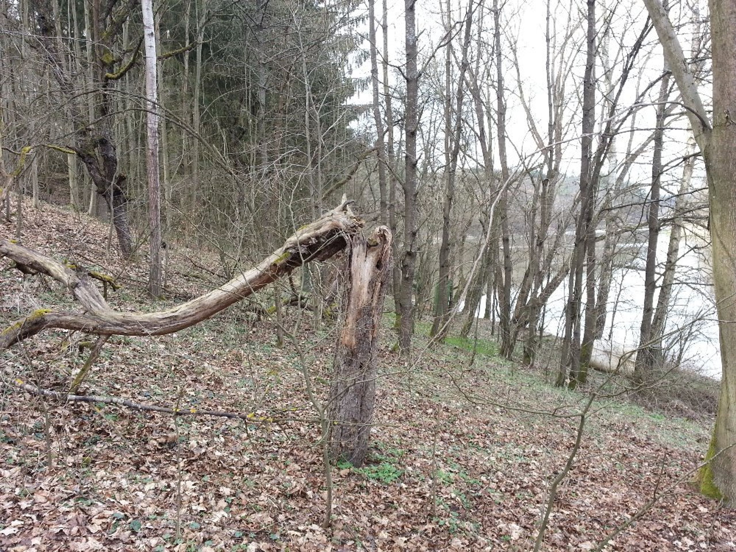 Dražby nemovitostí - Dražba pozemku, okr. Písek - GALERIE: Dražby nemovitostí (40/46)