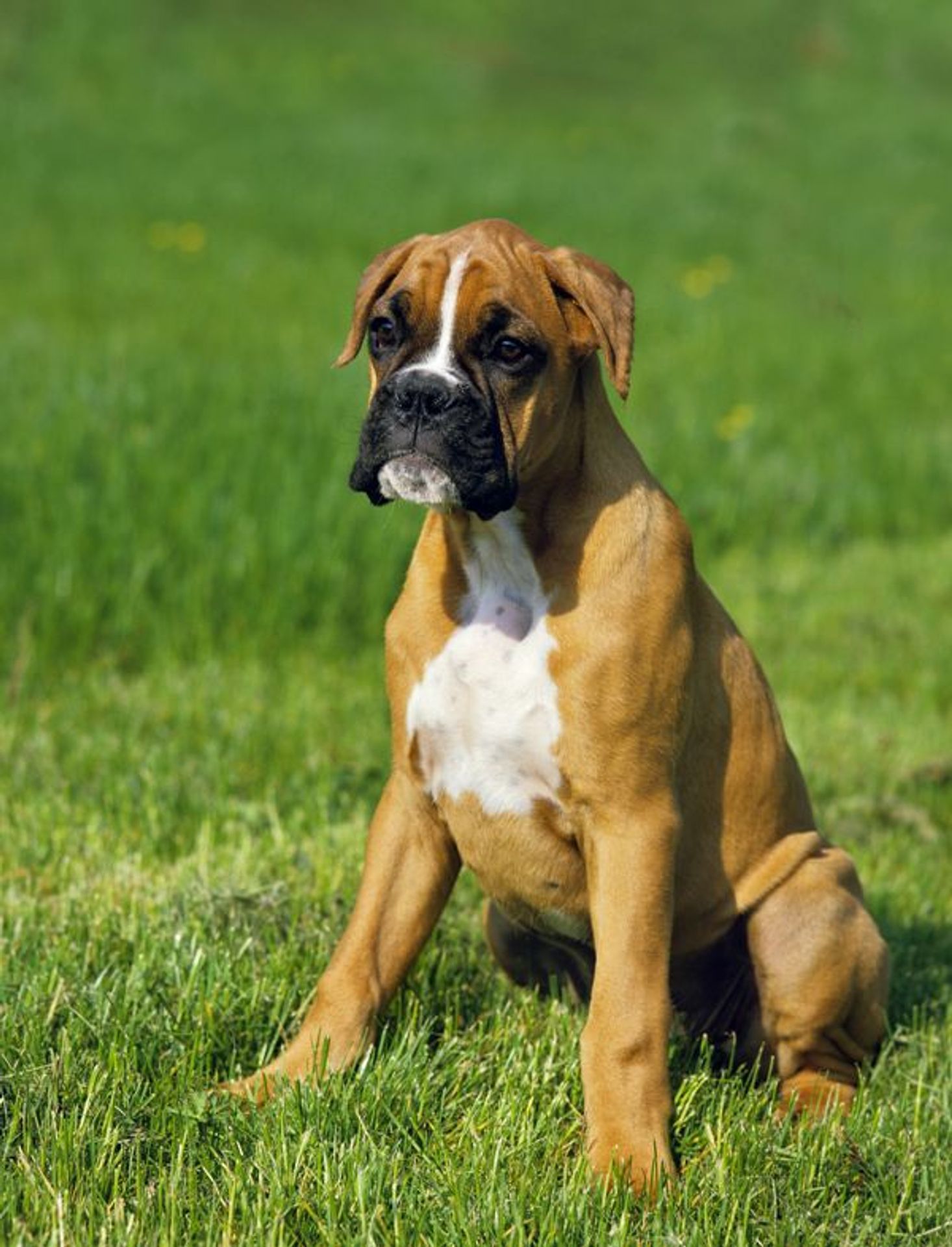 Boxer - GALERIE: Psi pro prezidenta Zemana (4/7)