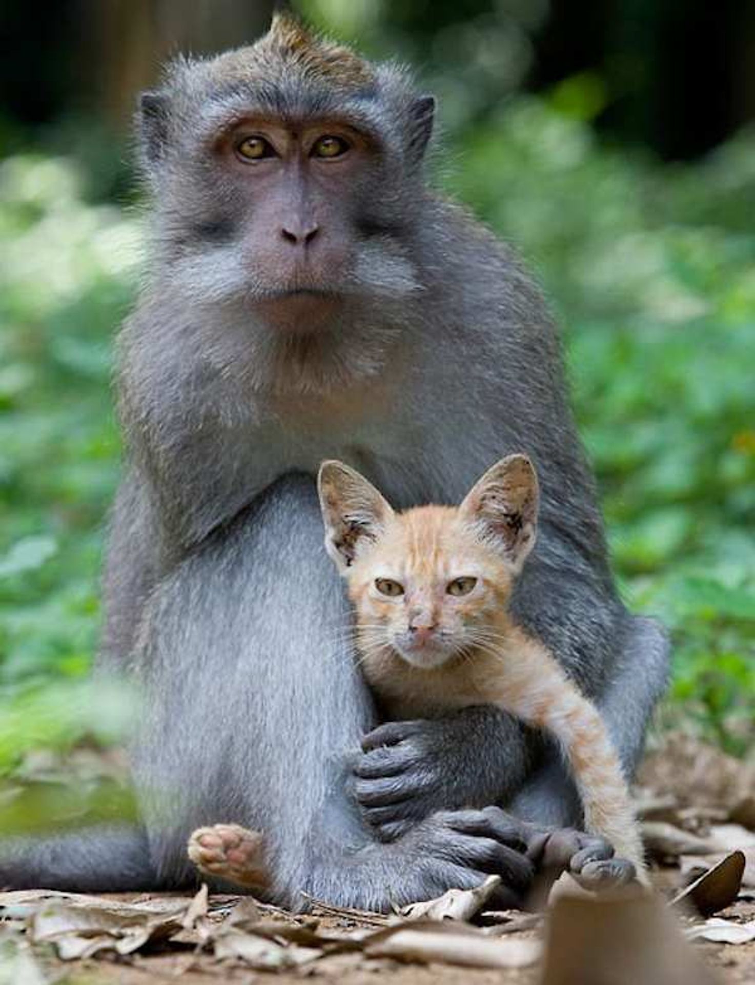 Opice adoptovala kotě - 5 - GALERIE: Opice adoptovala kotě (2/6)