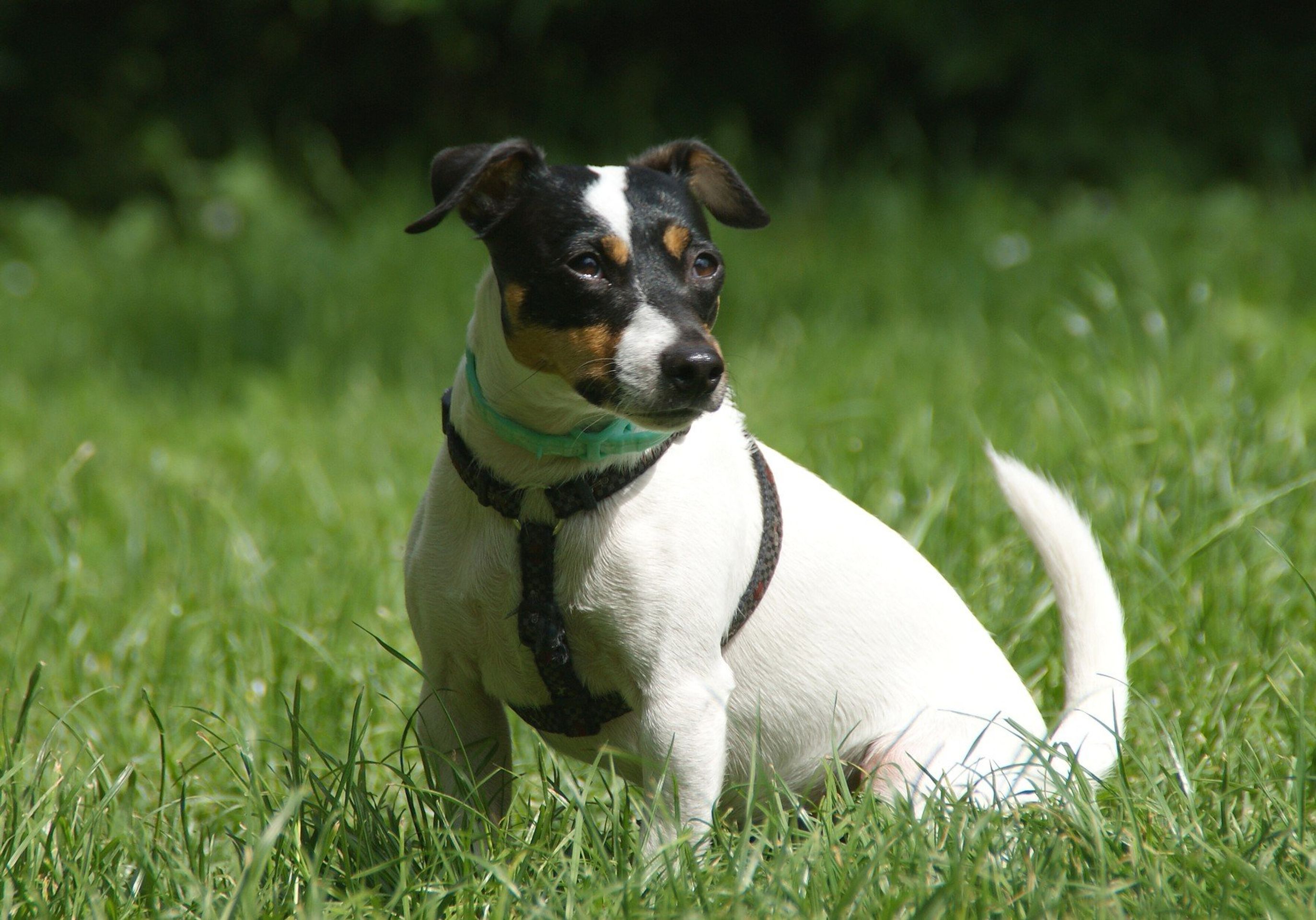 Jack Russell teriér - GALERIE: Psa měl někdo vyhodit z okna (1/6)