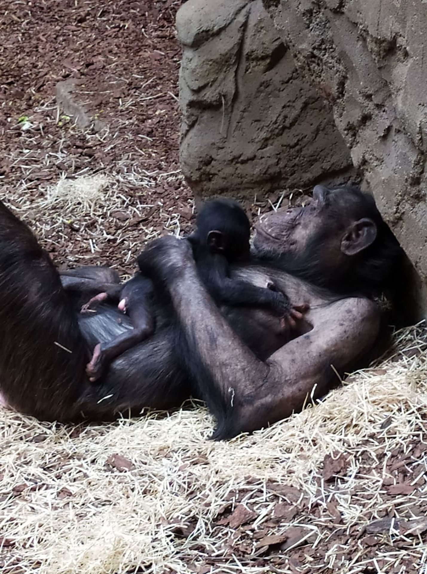 Šimpanzí samice s mládětem - 2 - GALERIE: Mládě šimpanze v ostravské ZOO (4/4)