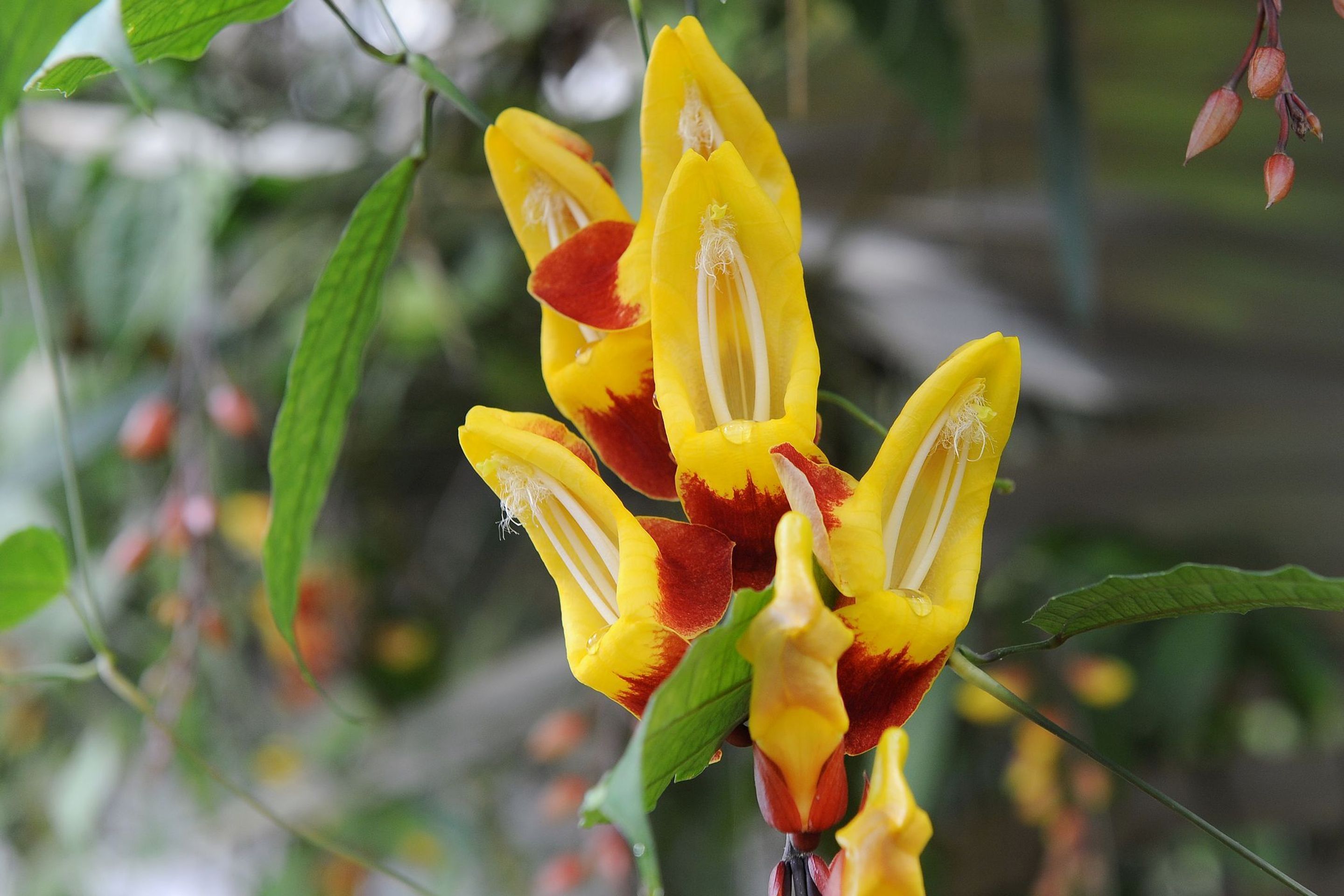 Výstava orchidejí - 16 - GALERIE: Orchideje v pražské botanické zahradě (14/29)