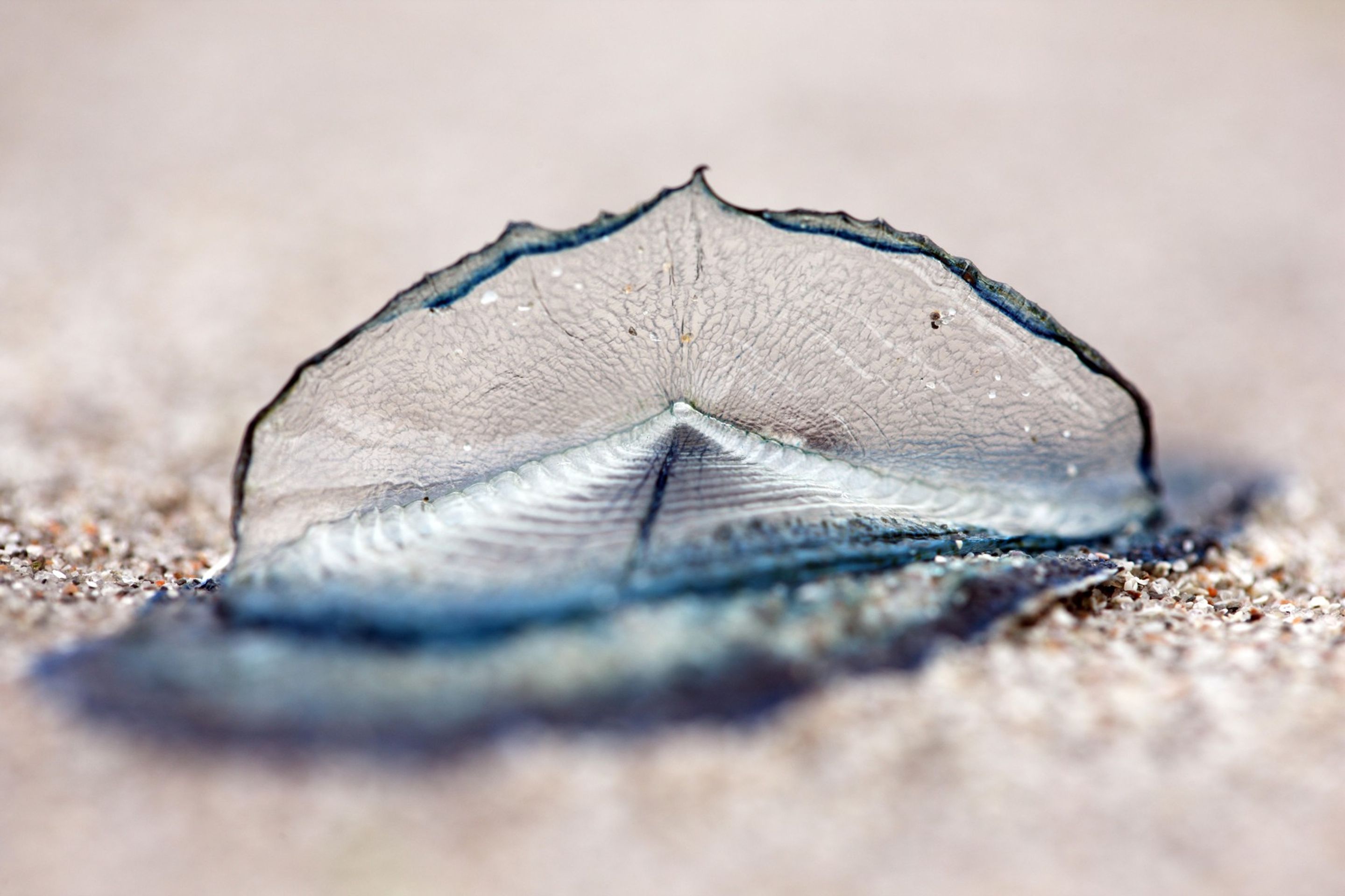 By-the-Wind Sailor (Velella Velella) - By-the-Wind Sailor (Velella Velella) (1/4)