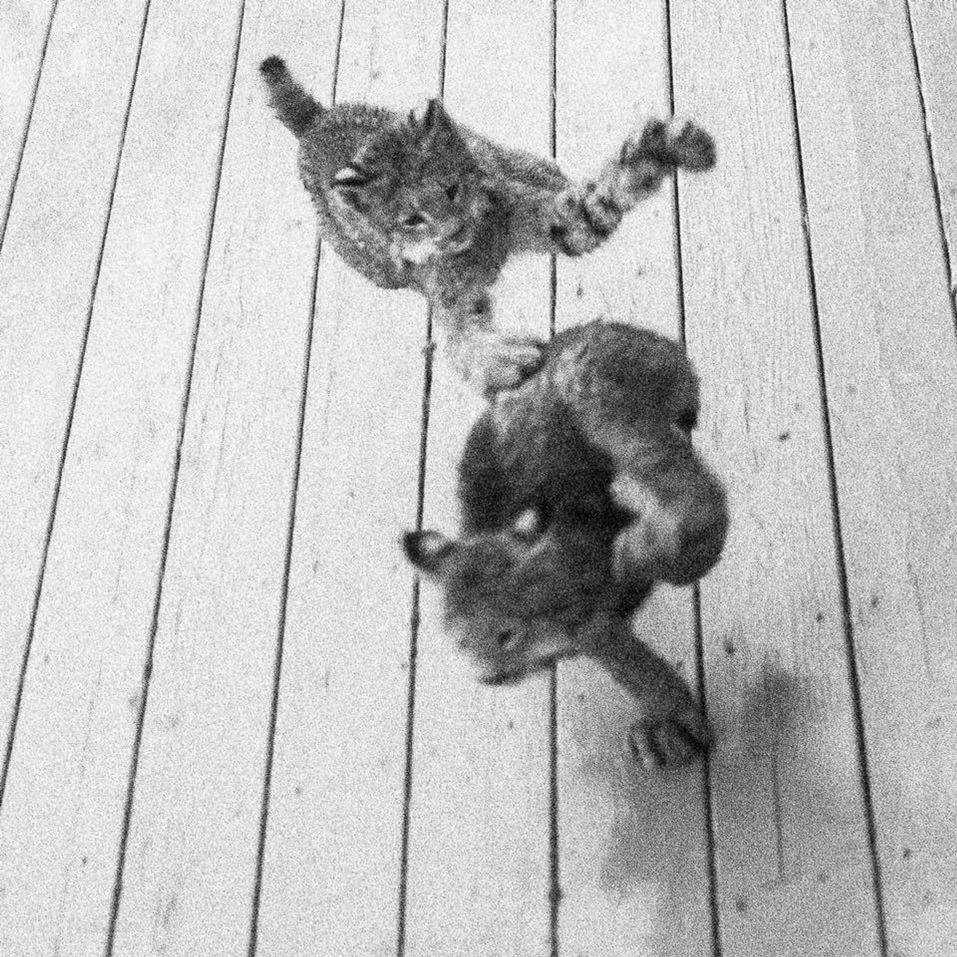 Rysové skotačili na verandě fotografa - 8 - GALERIE: Rysové skotačili na verandě fotografa (8/12)