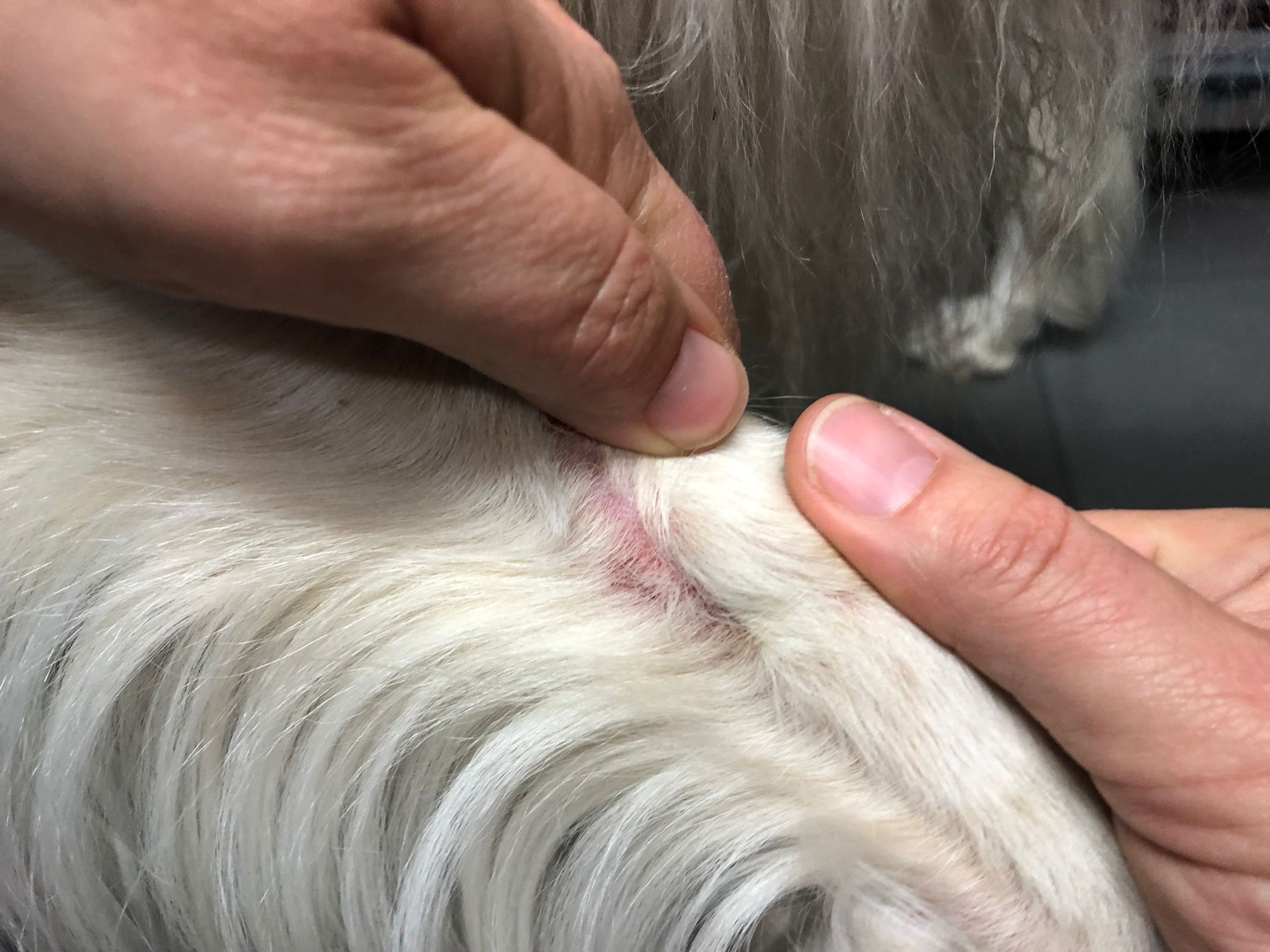 Napadení fen smečkou bulteriérů (11) - Napadení fen smečkou bulteriérů (7/10)