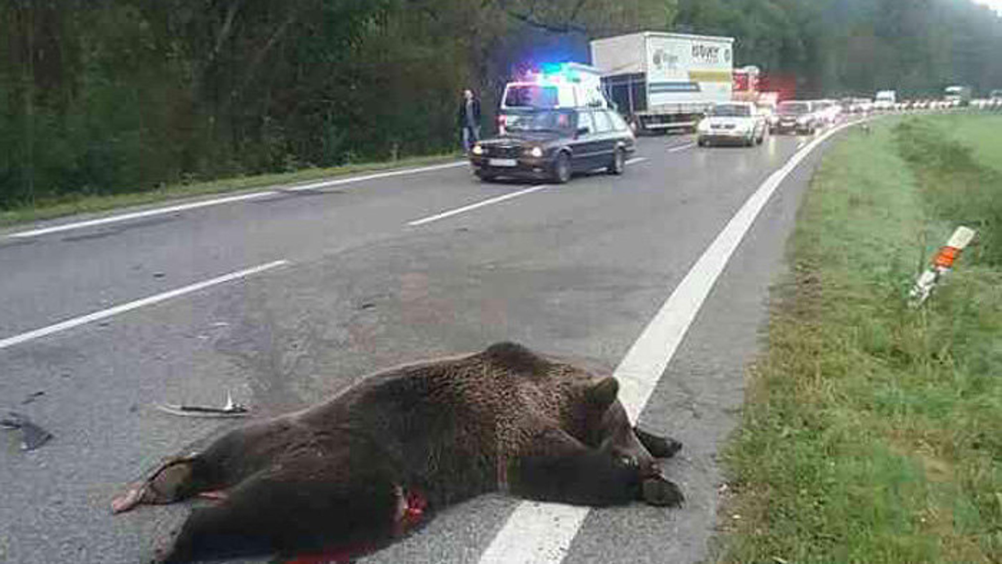 Kamion na Slovensku srazil medvěda a střetl se s osobním autem - 3 - GALERIE: Kamion na Slovensku srazil medvěda a střetl se s osobním autem (3/3)