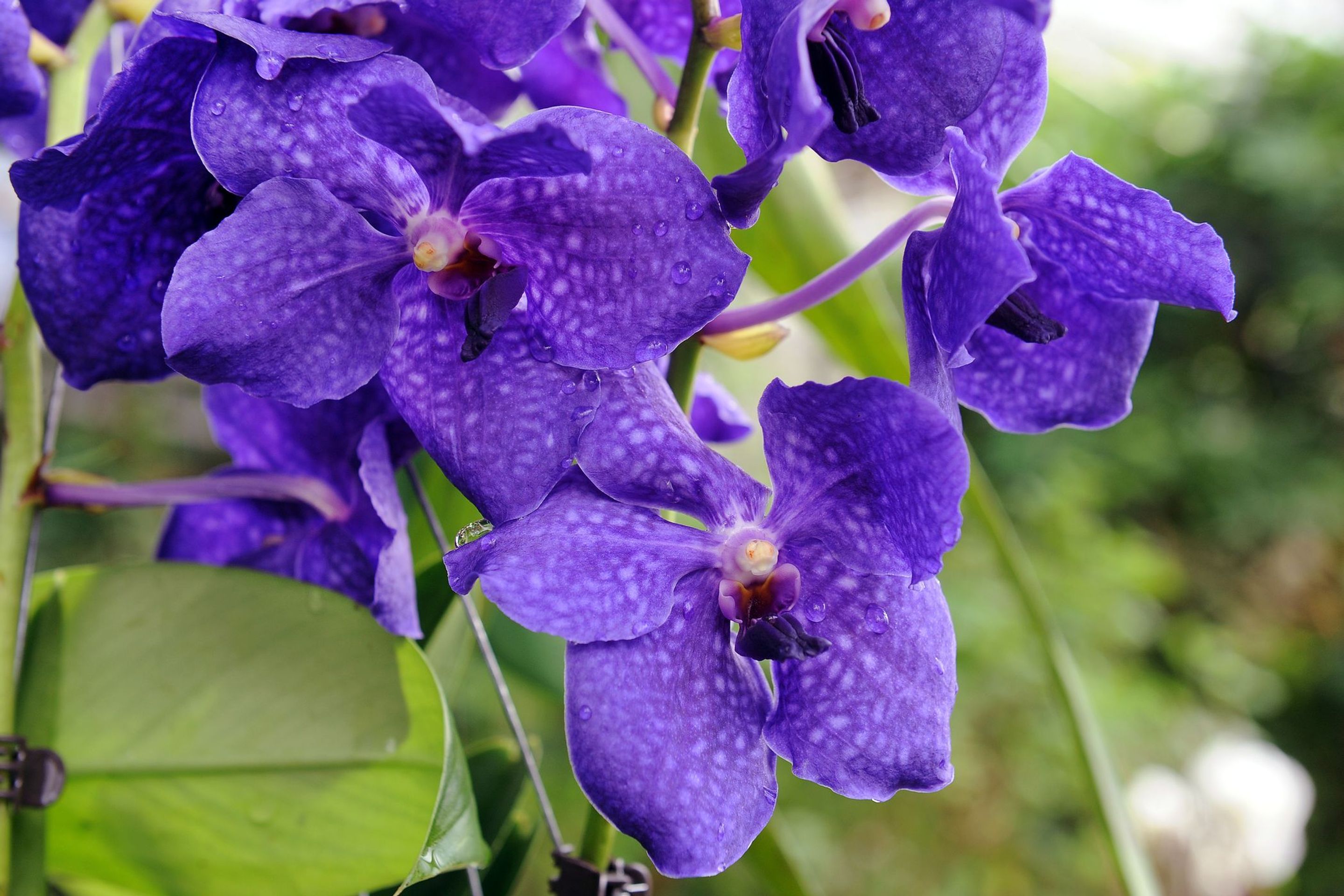 Výstava orchidejí - 19 - GALERIE: Orchideje v pražské botanické zahradě (17/29)