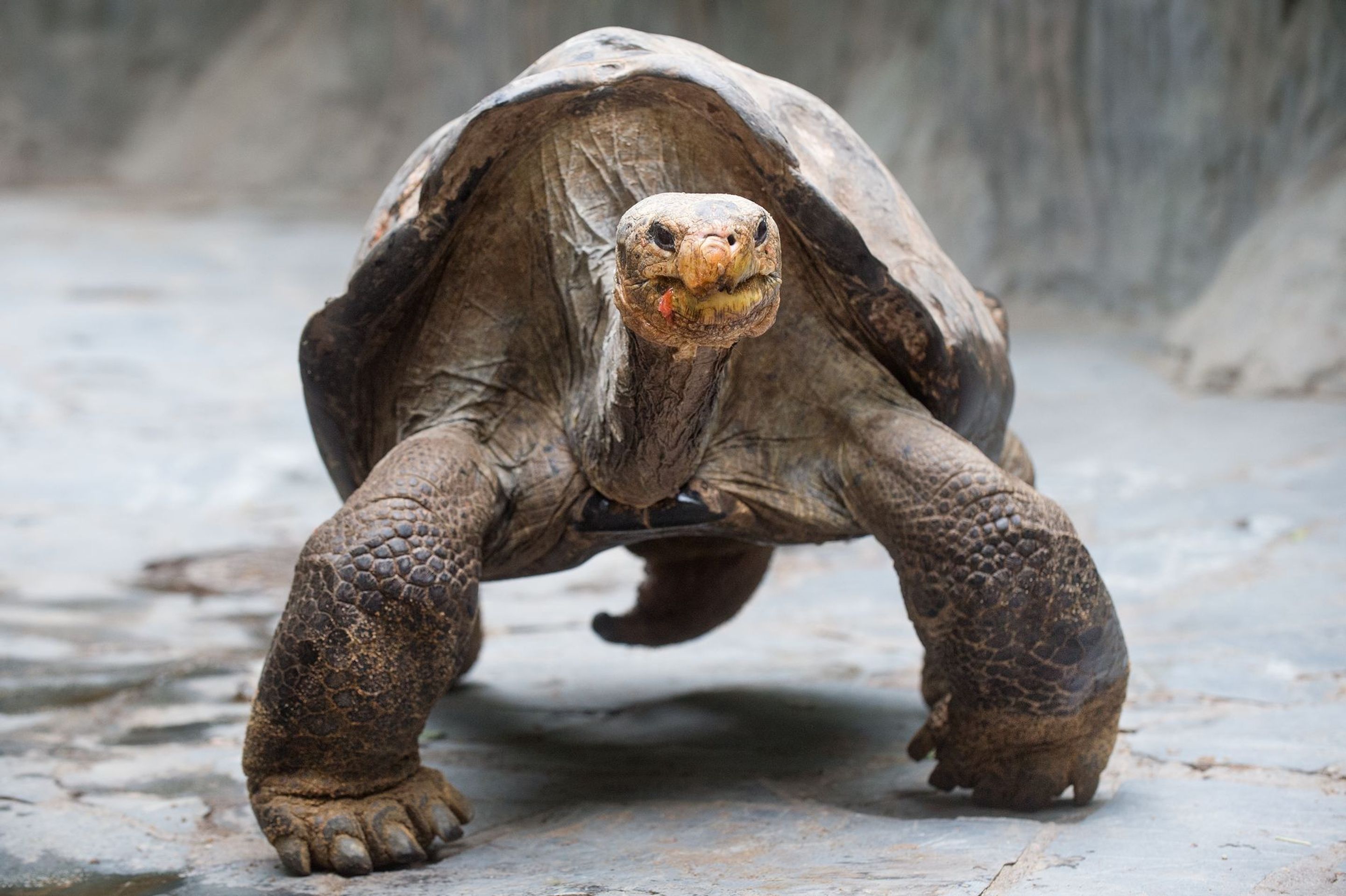 Krmení velkých želv v ZOO Praha - 16 - GALERIE: Krmení velkých želv v ZOO Praha (15/19)