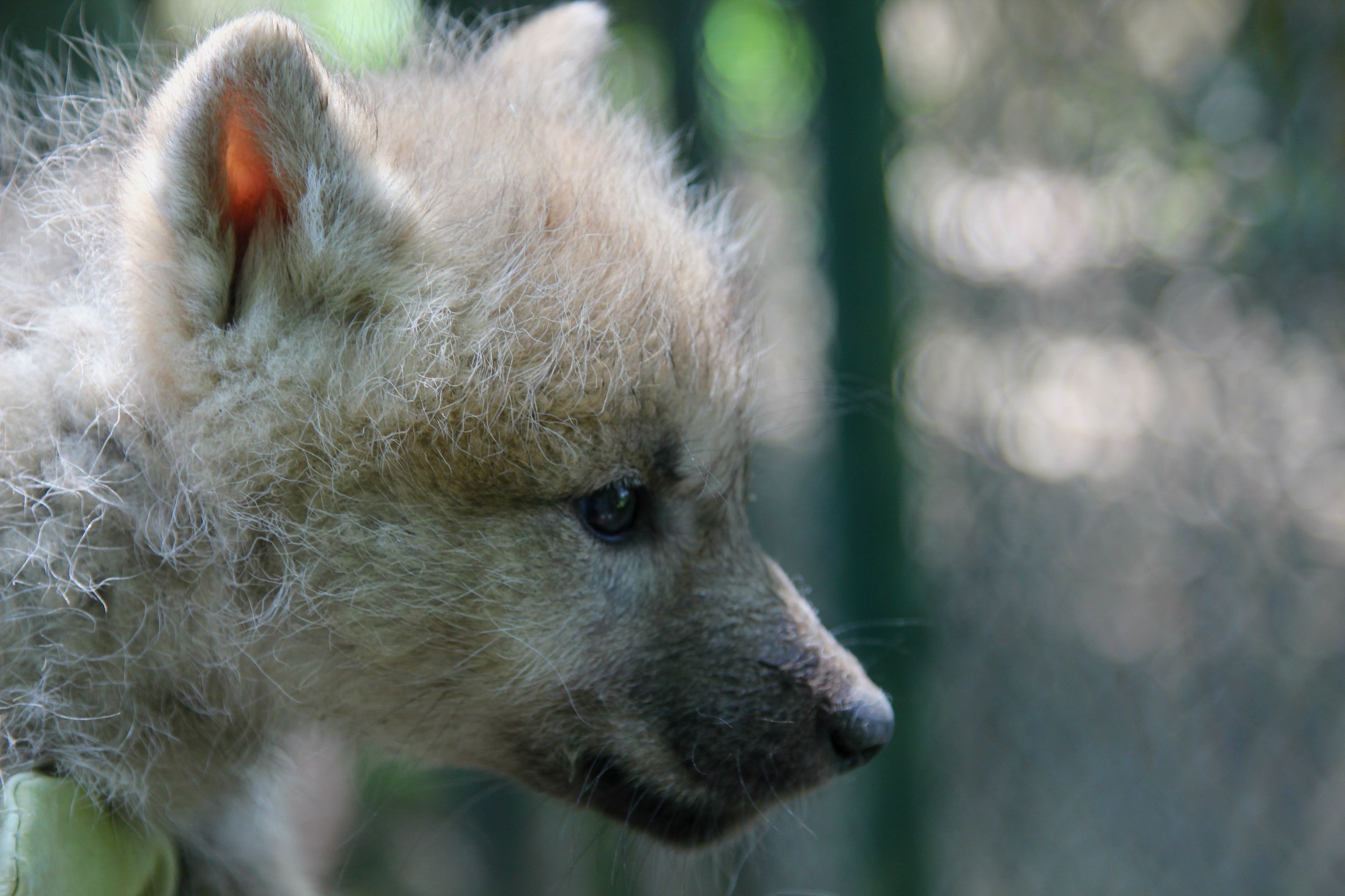 Paterčata vlků arktických v brněnské ZOO - 1 - GALERIE: Paterčata vlků arktických v brněnské ZOO (1/7)