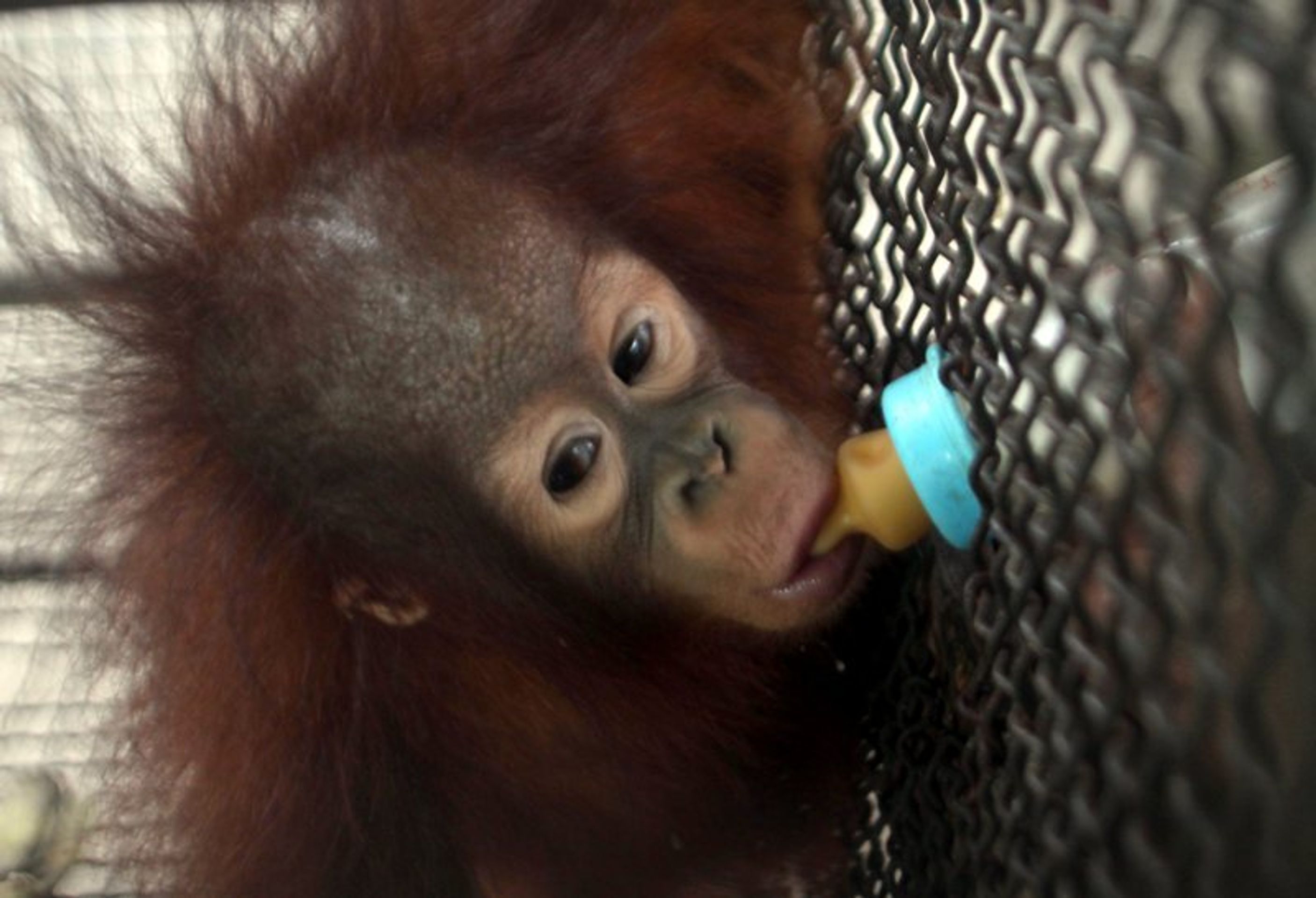 Nejhorší zoo na světě v indonéské Surabaye - 2 - GALERIE: Nejhorší zoologická zahrada na světě (1/9)