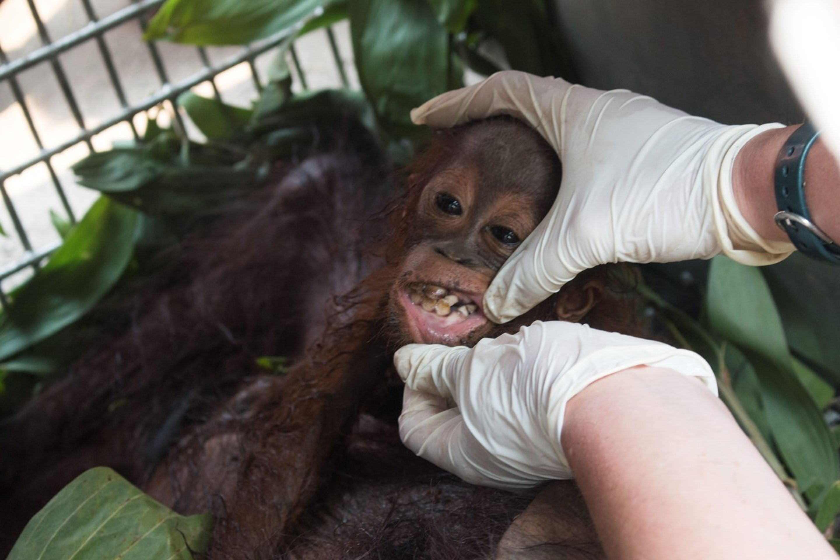 Samici orangutana s mládětem se podařilo útect před ohněm i vesničany - 2 - GALERIE: Samici orangutana s mládětem se podařilo útect před ohněm i vesničany (2/4)