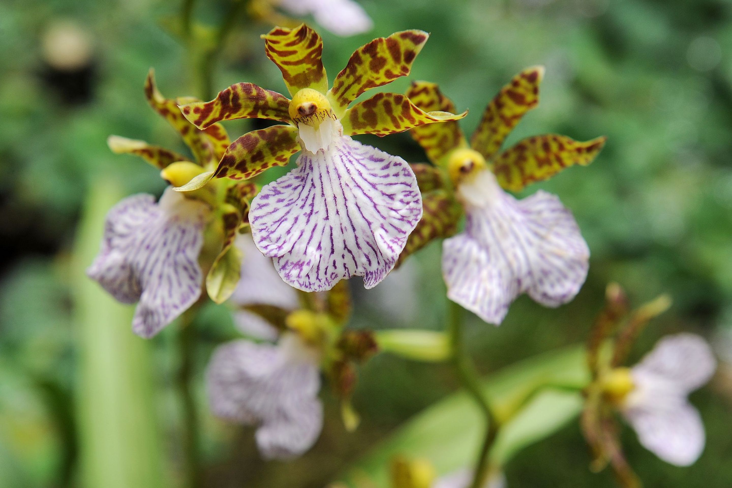 Výstava orchidejí - 1 - GALERIE: Orchideje v pražské botanické zahradě (5/29)