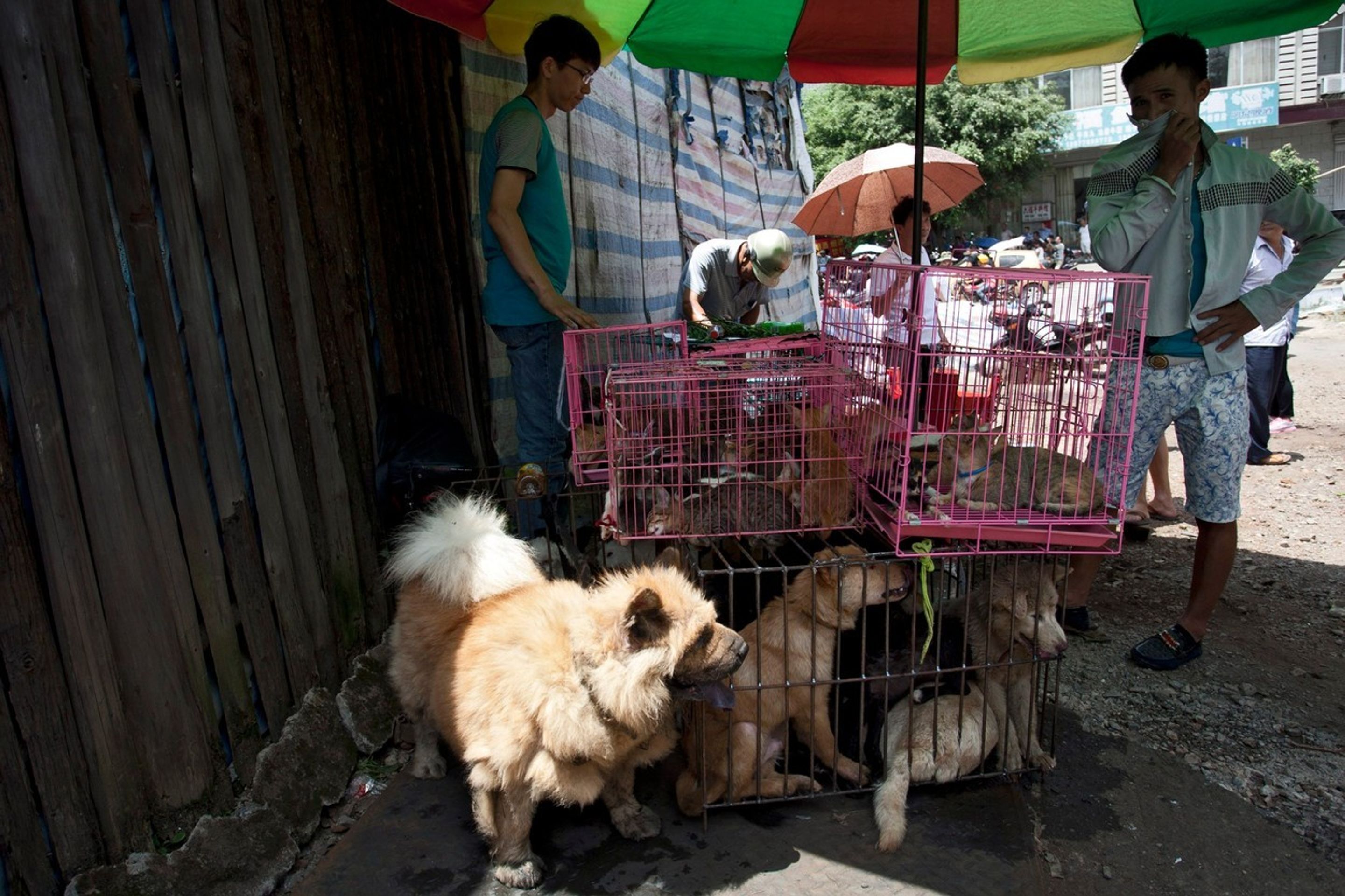 Pojídání psů na festivalu Yulin 2015 - 10 - GALERIE: Pojídání psů na festivalu Yulin 2015 (4/11)