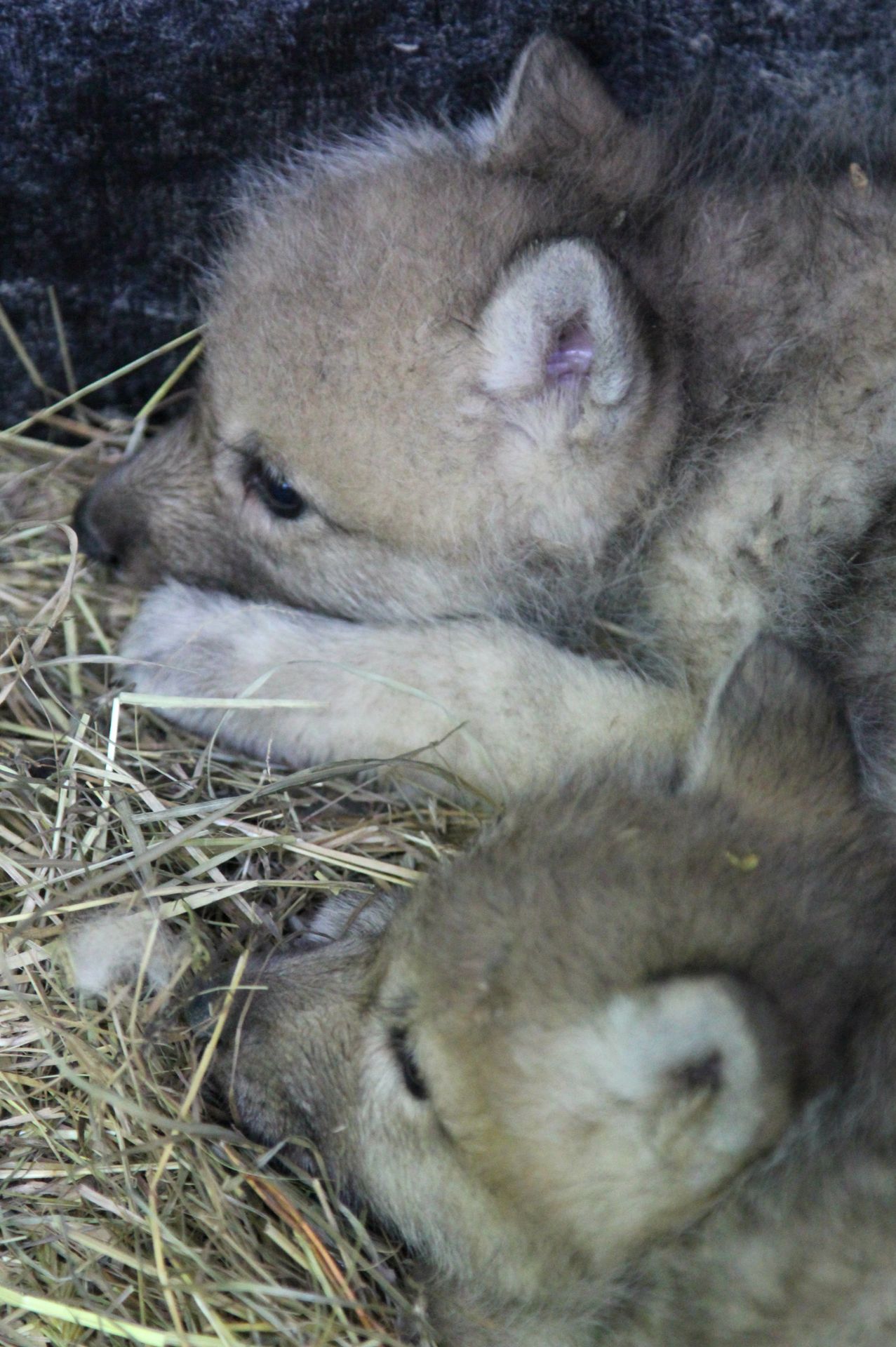 Paterčata vlků arktických v brněnské ZOO - 4 - GALERIE: Paterčata vlků arktických v brněnské ZOO (4/7)