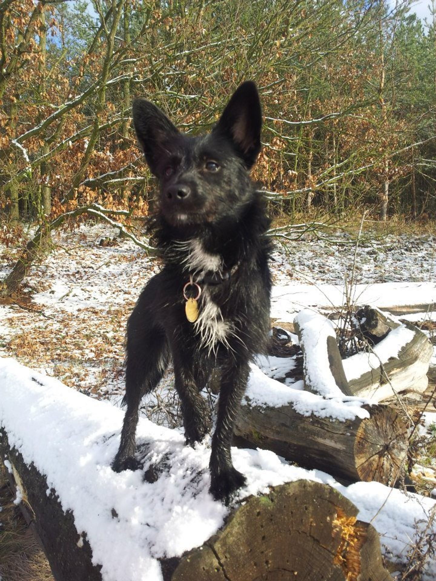 psi na sněhu - 23 - GALERIE: Psí krasavci na sněhu (21/43)