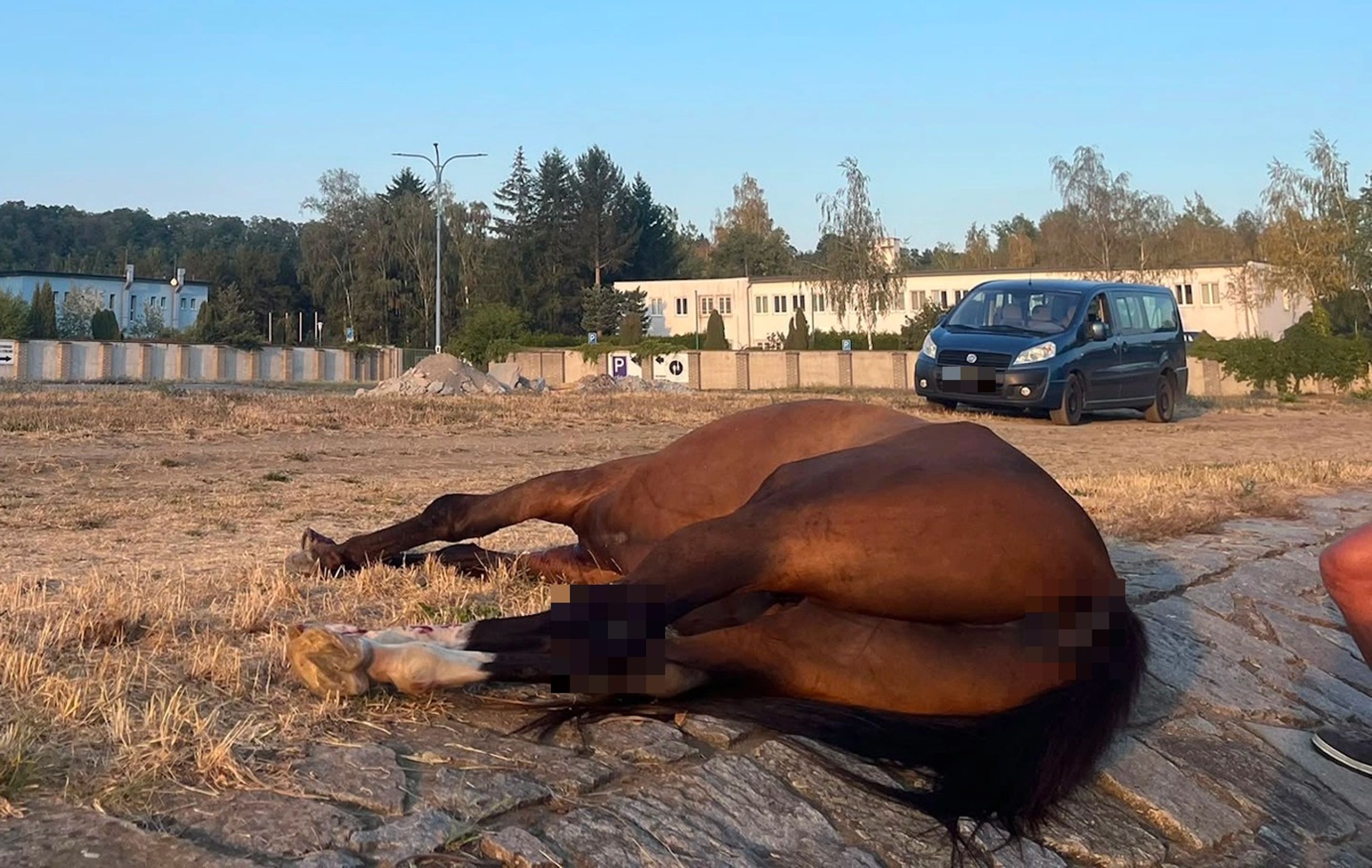 SUV s vozíkem poplašilo koně. Jeden musel být utracen, zranila se i dívenka - SUV s vozíkem poplašilo koně. Jeden musel být utracen, zranila se i dívenka (5/8)