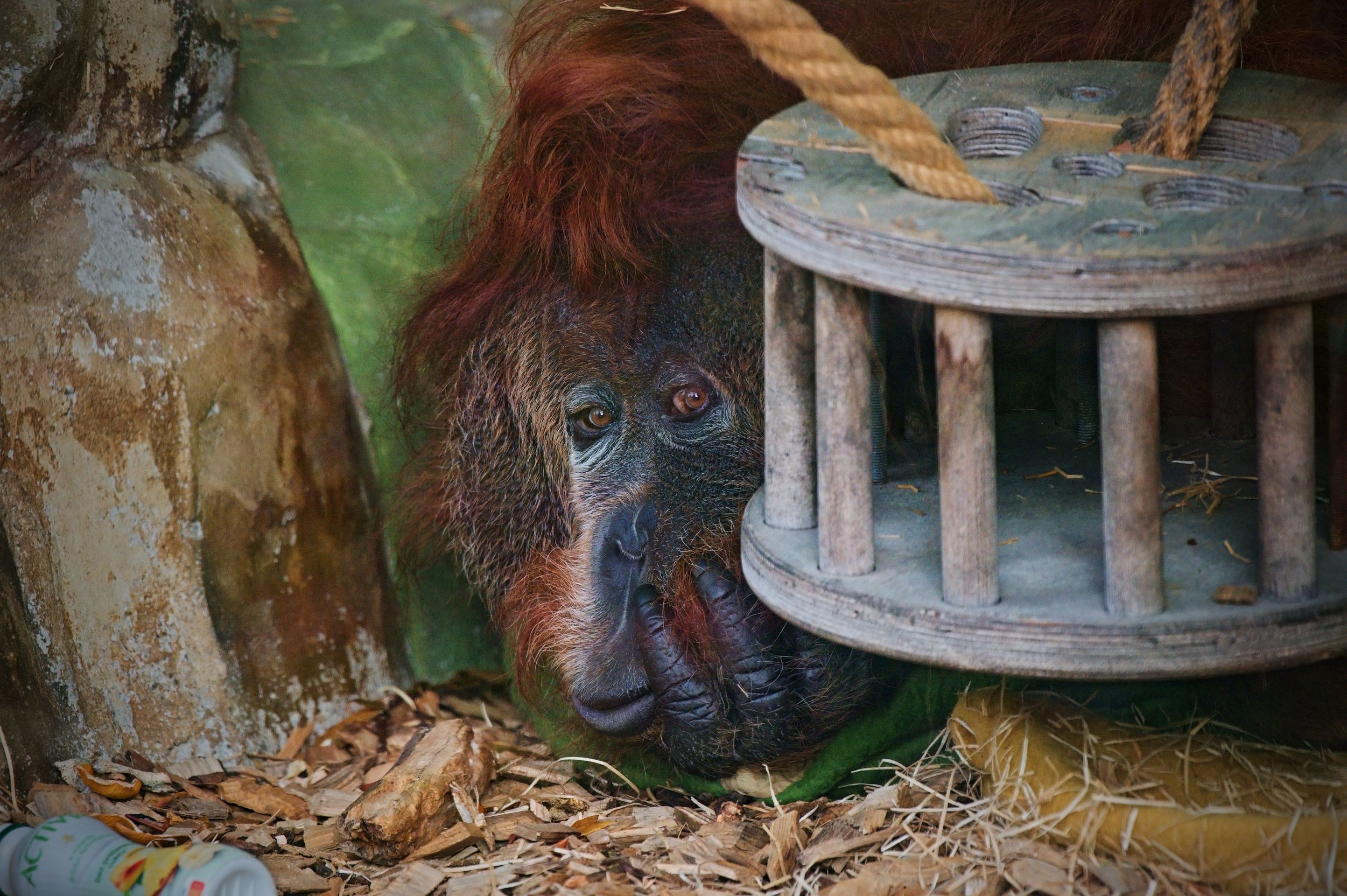 Orangutan Ferda - Orangutan Ferda (3/7)