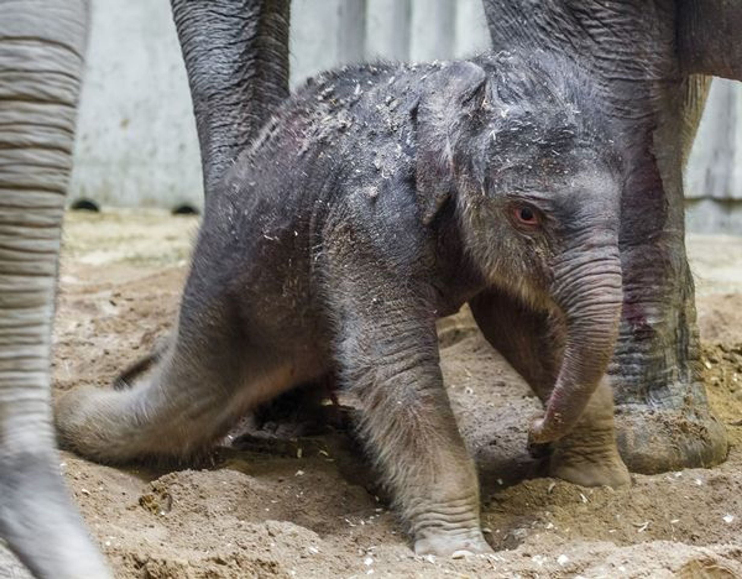 V pražské zoo se narodilo slůně - GALERIE - Narozené slůně v pražské zoo (3/3)