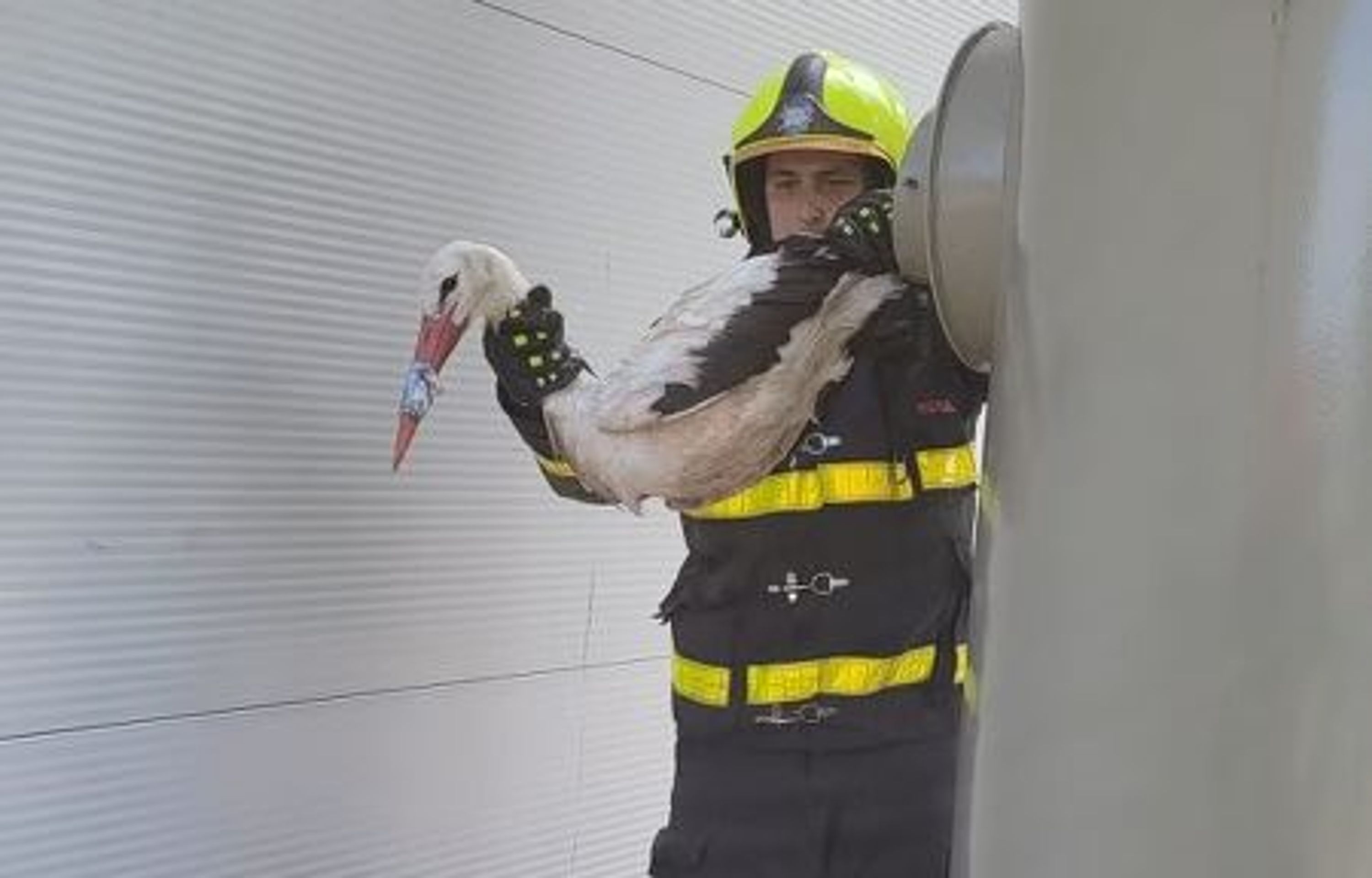 Hasiči zachránili čápa a užovku - Hasiči zachránili čápa a užovku (7/7)
