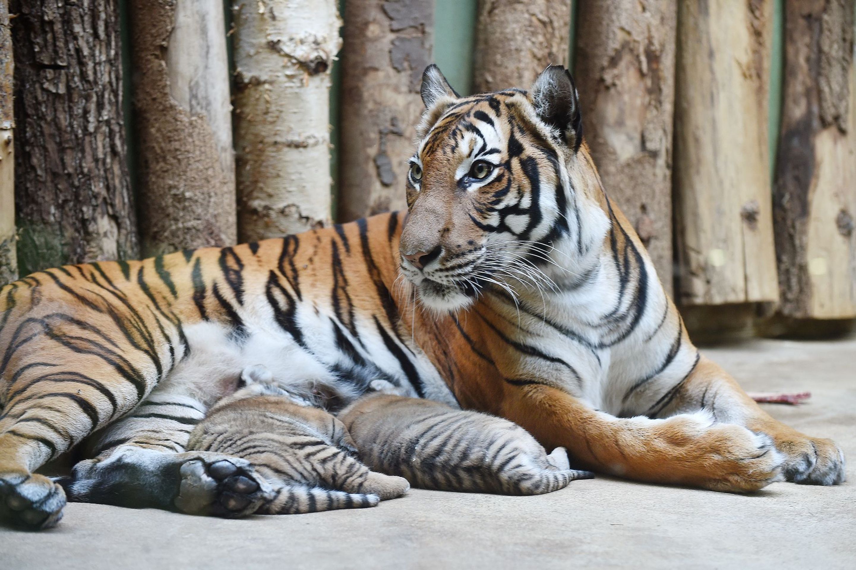 Mláďata tygra malajského v Zoo Praha - 3 - GALERIE: Mláďata tygra malajského v Zoo Praha (6/23)