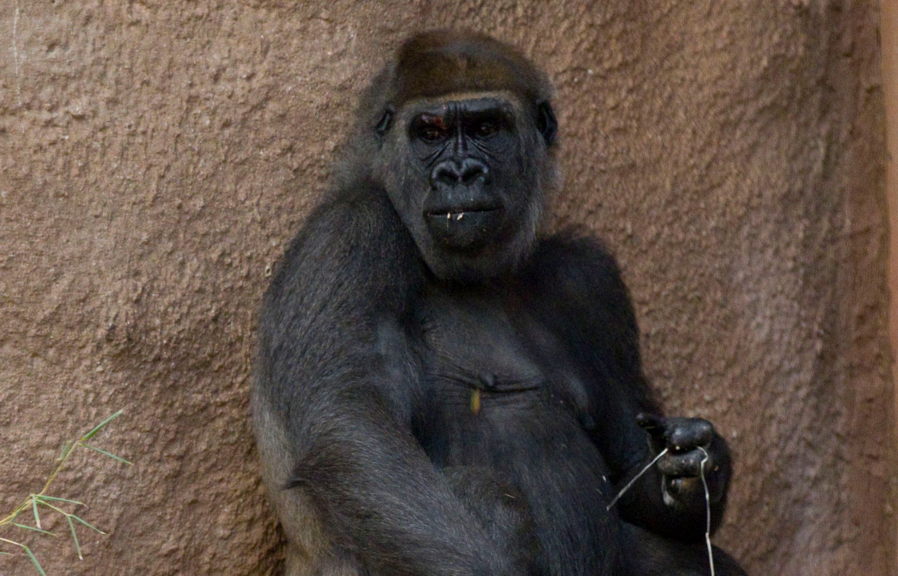 Gorily z pražské ZOO - 1 - Gorily z pražské ZOO (5/13)