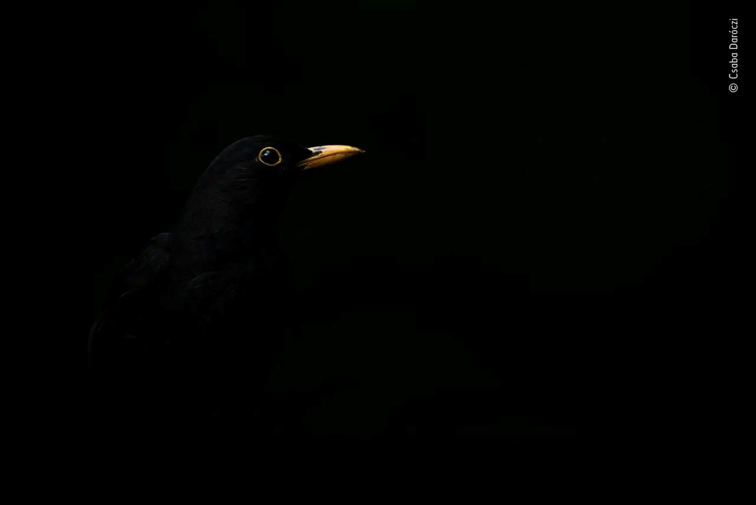 Wildlife Photographer of the Year - Csaba Daróczi - GALERIE: Wildlife Photographer of the Year (2/10)