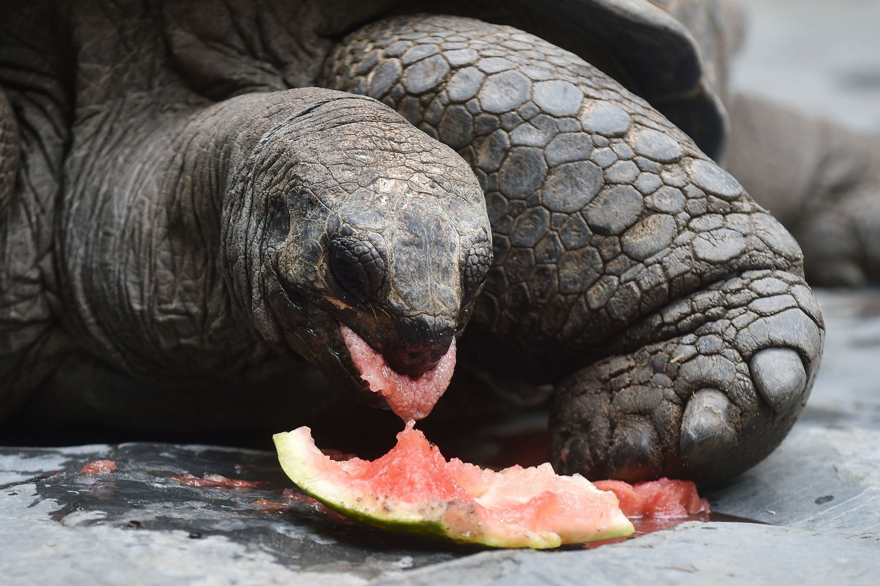Krmení velkých želv v ZOO Praha - 19 - GALERIE: Krmení velkých želv v ZOO Praha (18/19)
