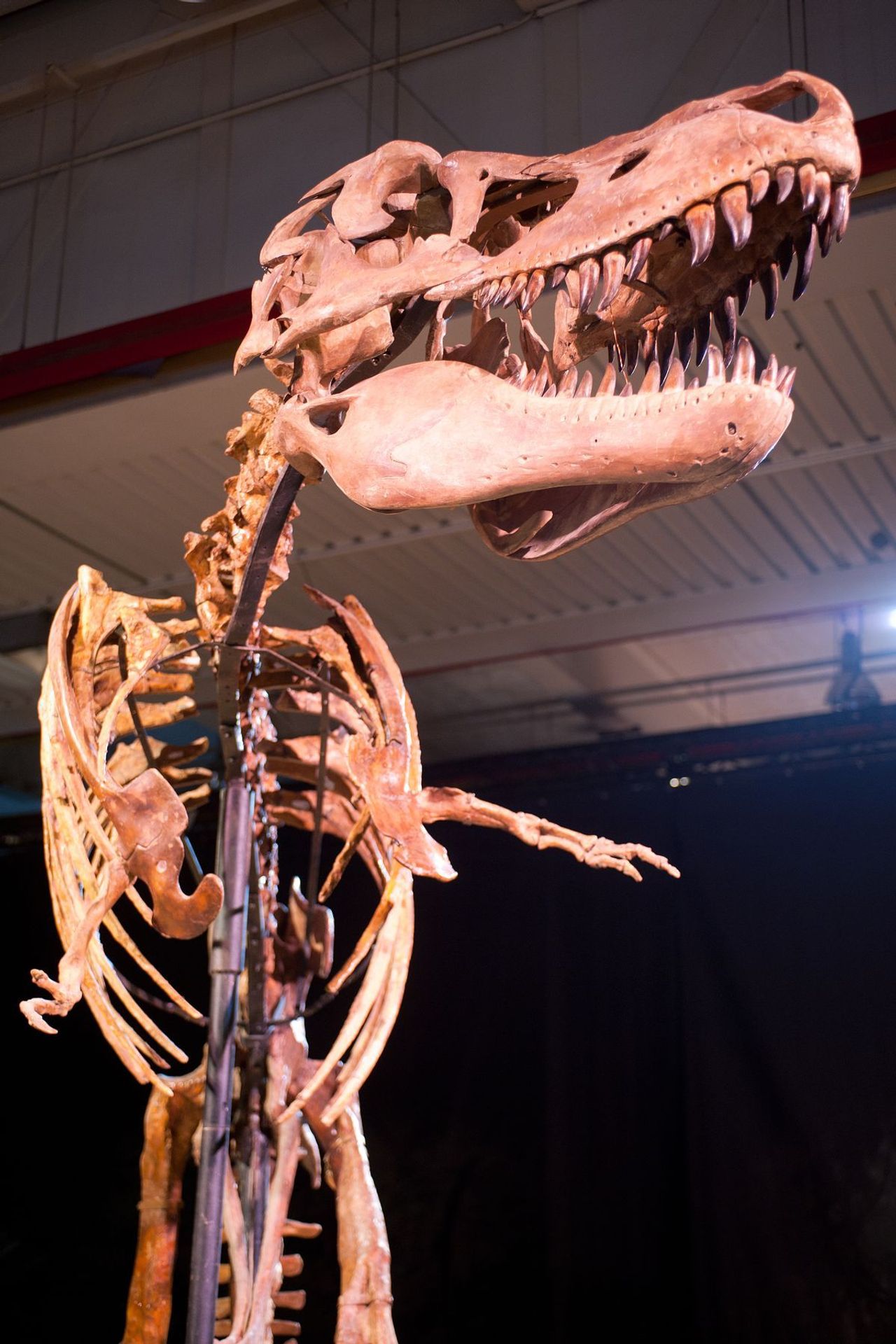 Výstava Dinosaurium - 21 - GALERIE: Výstava Dinosaurium (3/23)